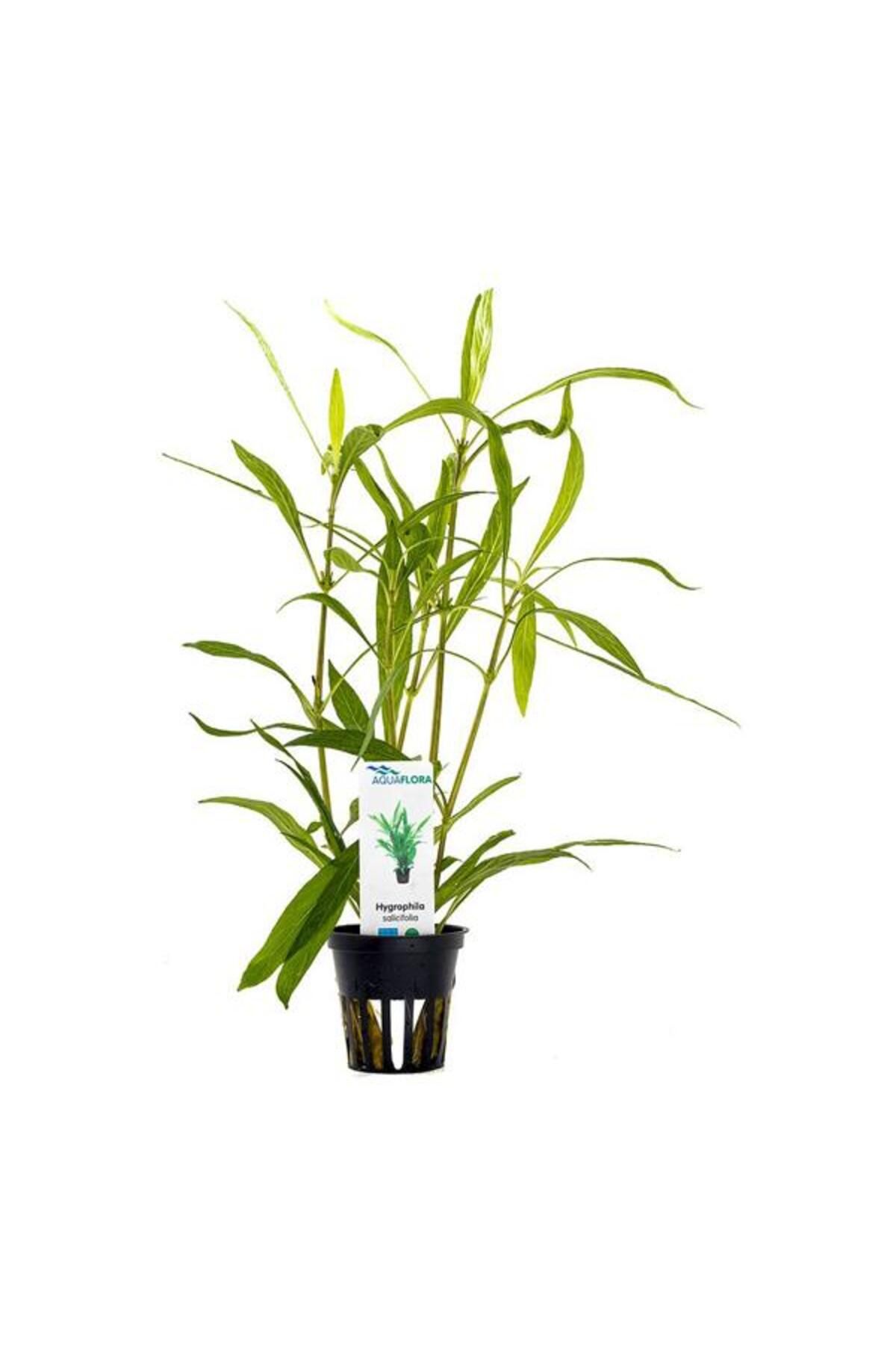 İthâl Bitki Hygrophila Salicifolia Saksı Canlı Bitki