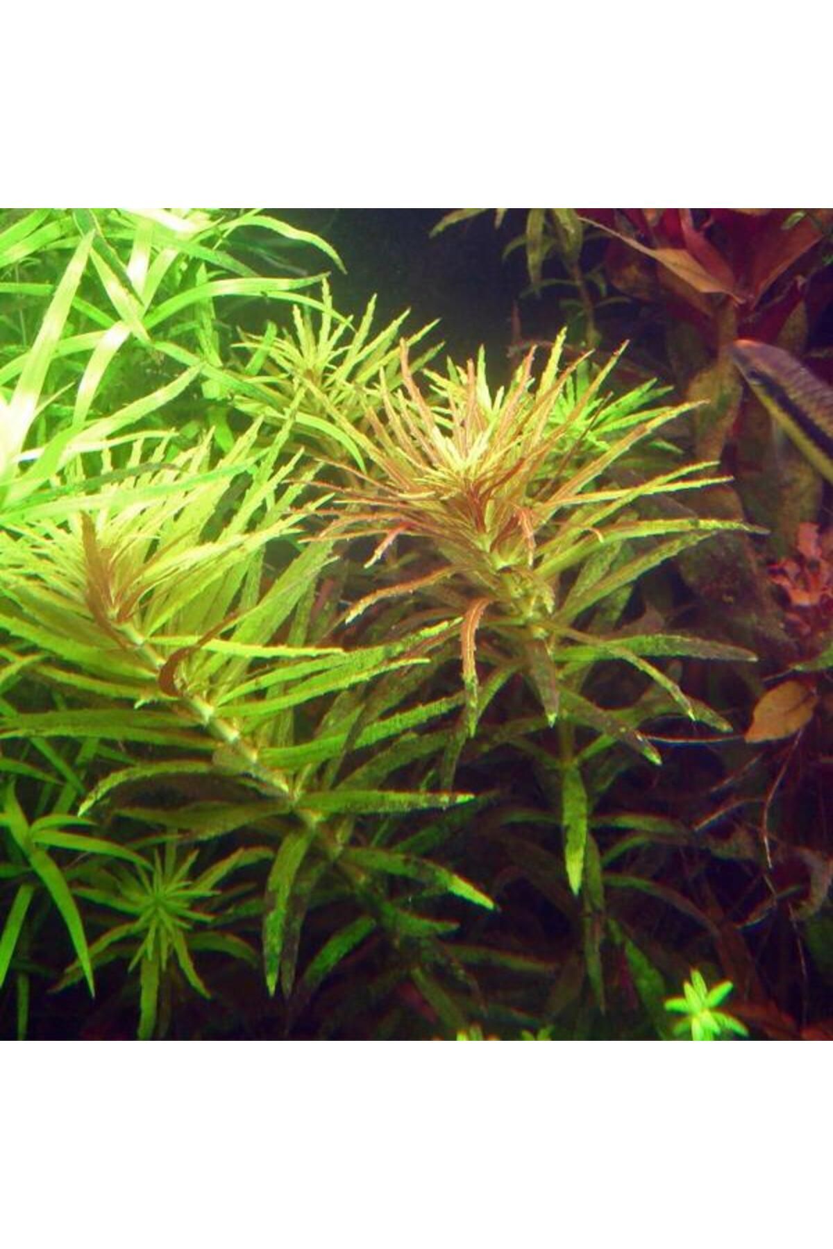 İthâl Bitki Limnophila Hippuroides In Vitro Cup Canlı Bitki