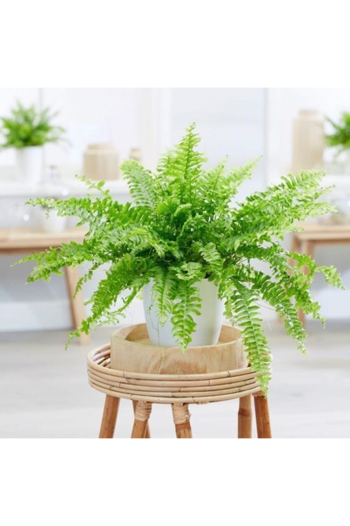 Gardenbox Çok Avantajlı Aşk Merdiveni Fujer Nephrolepis Havayı Temizleyen Bitki