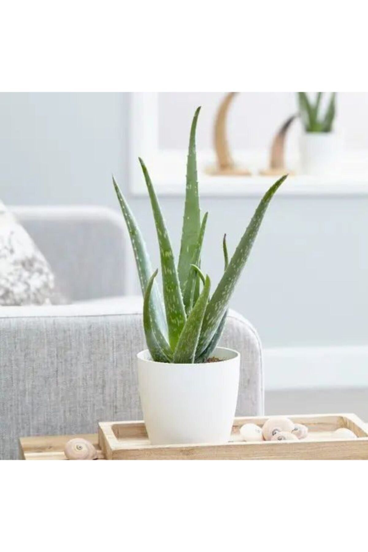 Gardenbox Çok Avantajlı Bol Yavrulu Aloe Vera Bitkisi 40-60 Cm