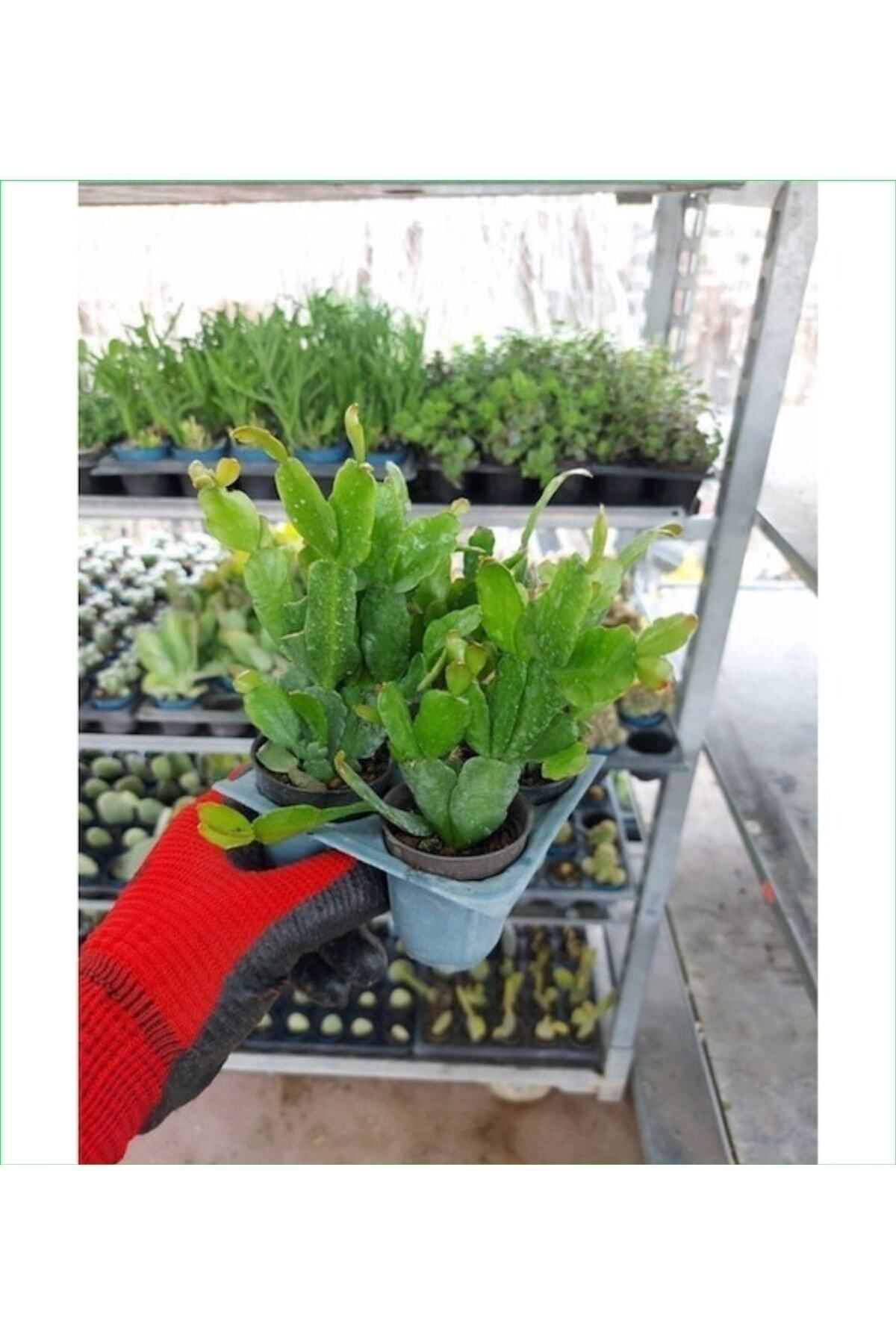 Gardenbox Çok Avantajlı 4 Adet Yılbaşı Çiçeği