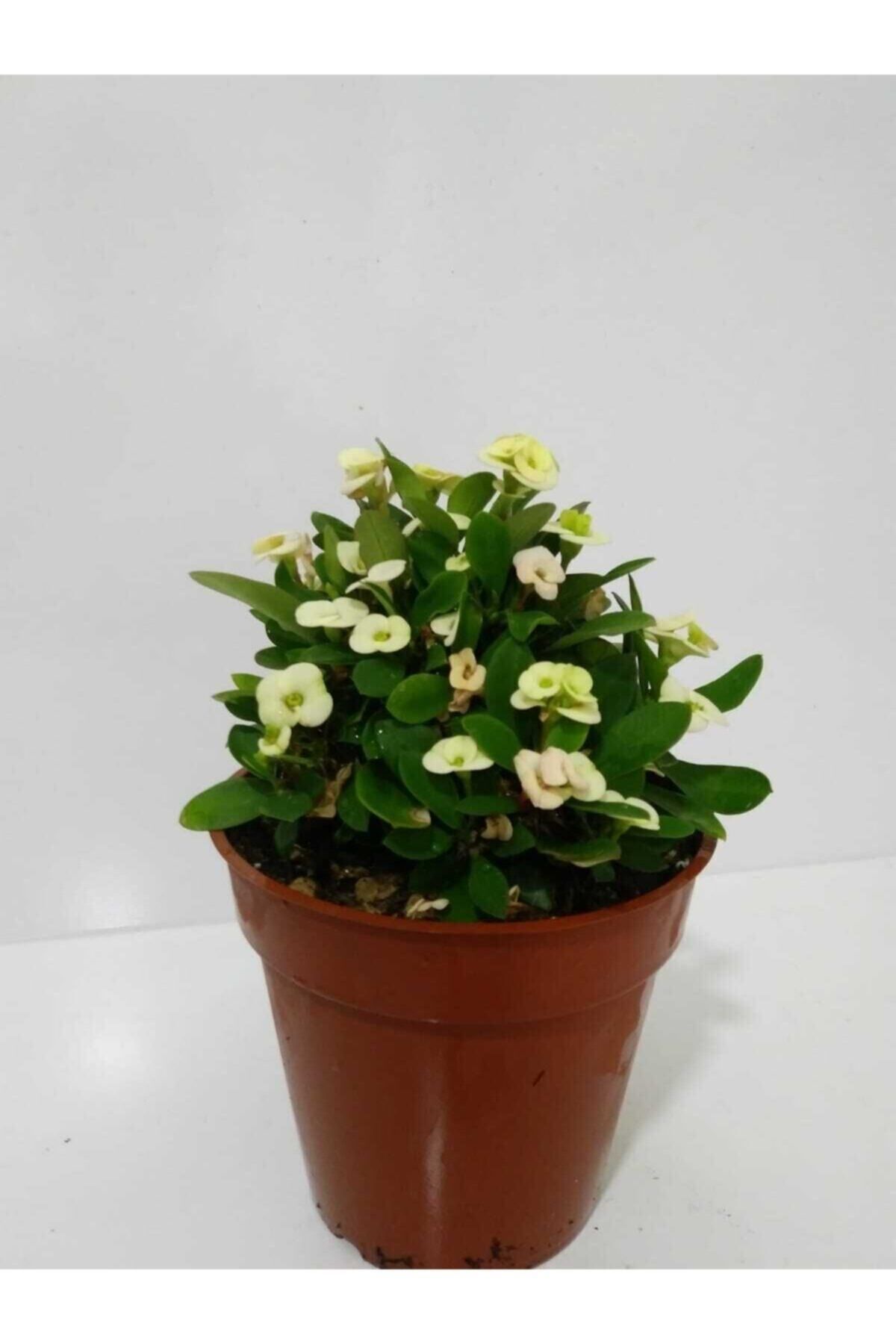 Gardenbox Çok Avantajlı Beyaz Dikenler Tacı Euphorbia Milii
