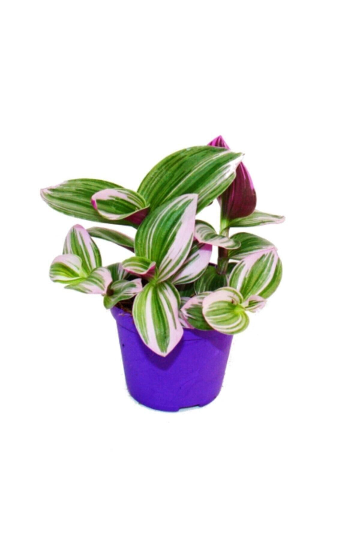 Gardenbox Çok Avantajlı Ithal Telgraf Çiçeği Nanouk Tradescantia En Az 2 Köklüdür Iç Mekan Bitkisi