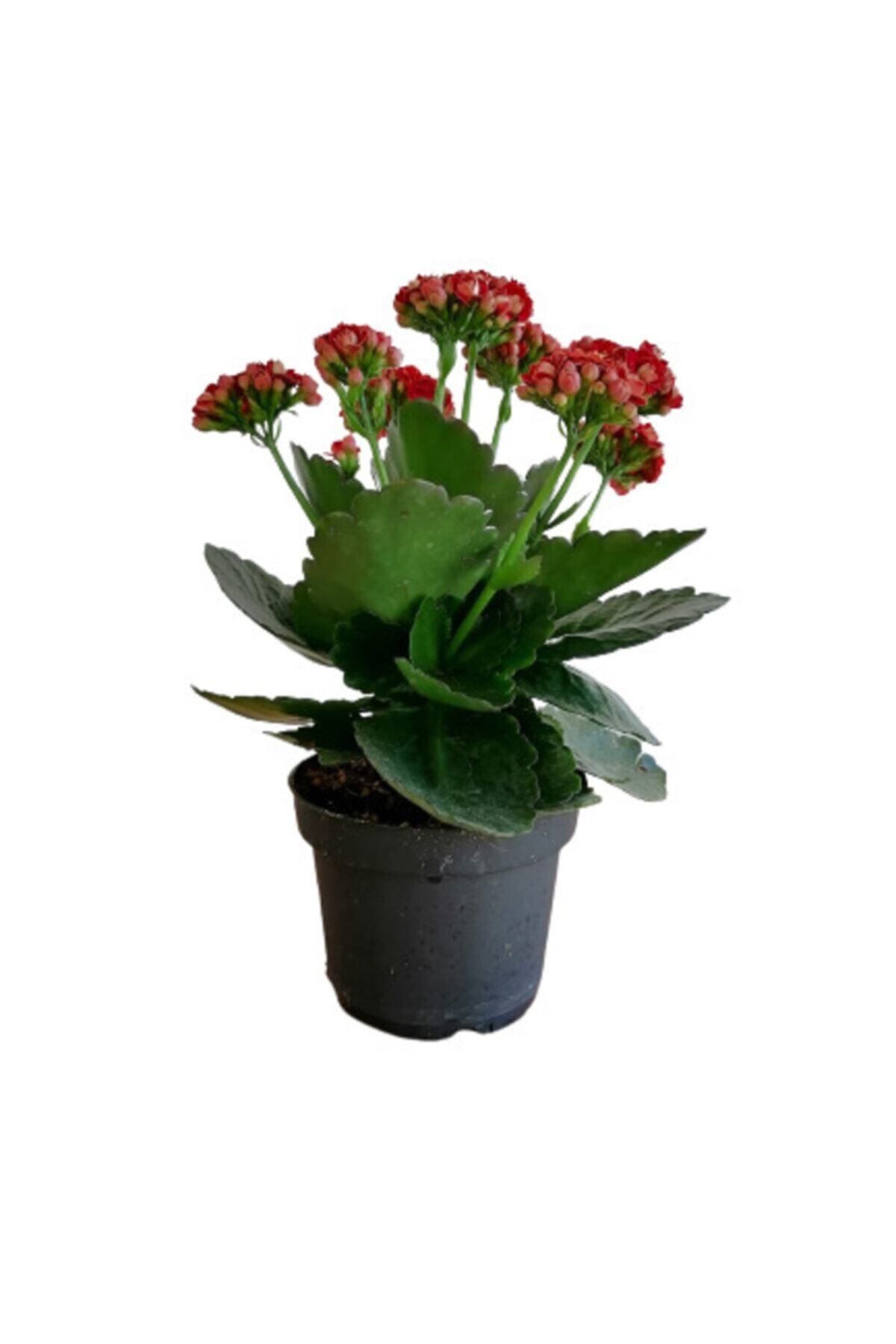 Gardenbox Çok Avantajlı Kalanchoe - Kalanşo Çiçeği (kırmızı Çiçekli)