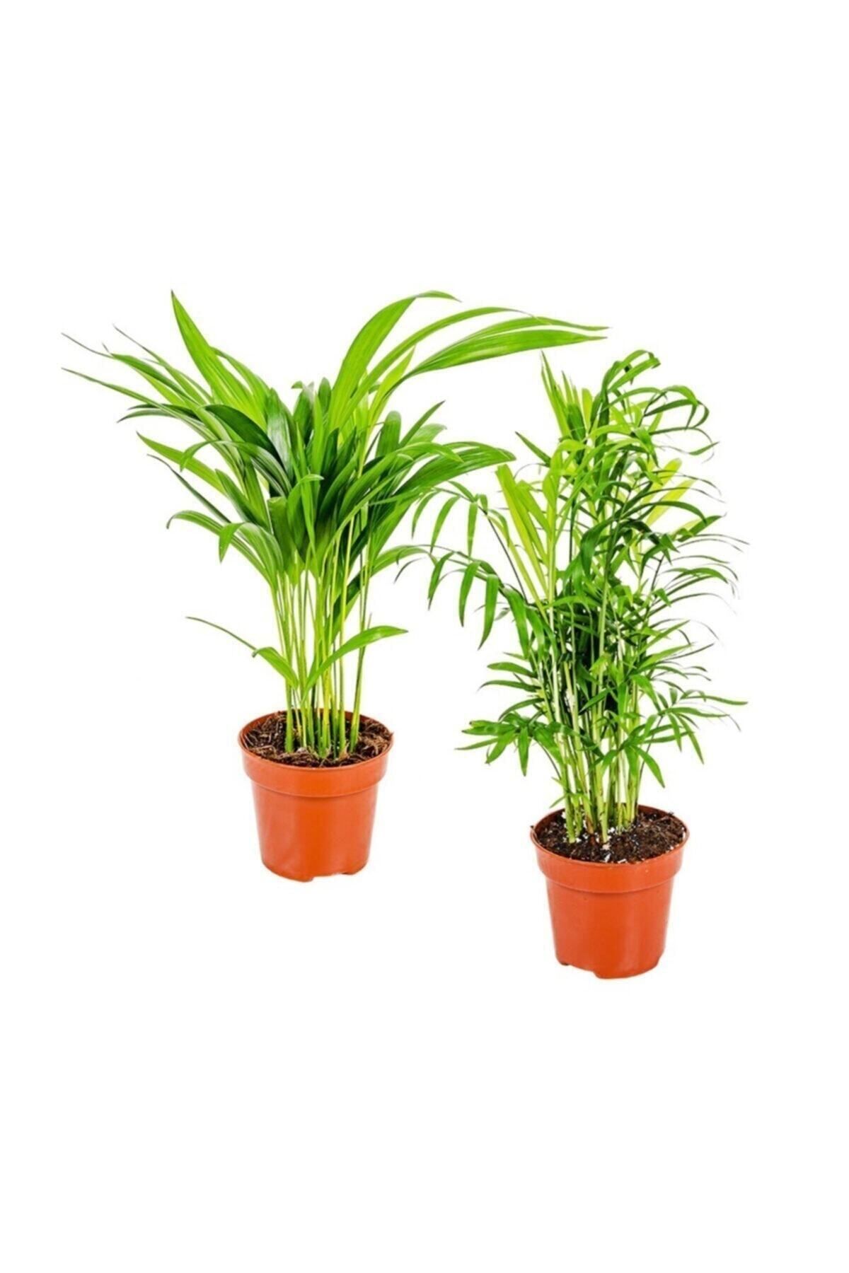 Gardenbox Çok Avantajlı Areka & Dağ Palmiyesi Set 2 Adet Mini - Iç Mekan Palmiye Bitki Seti - 30 Cm