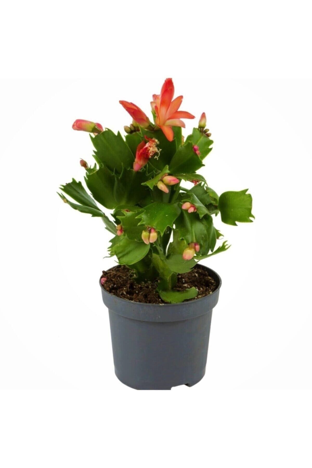 Gardenbox Çok Avantajlı Yılbaşı Çiçeği,yılbaşı Kaktüsü,kırmızı Renk 7 Cm Saksıda.