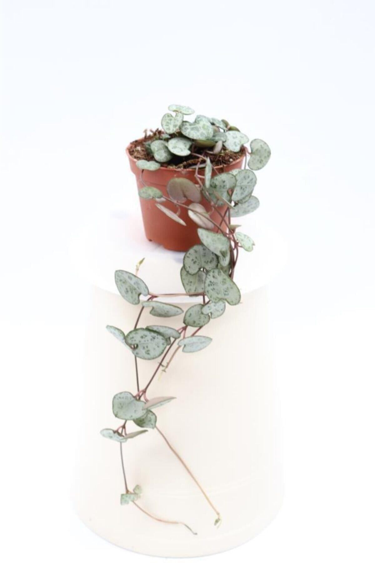 Gardenbox Çok Avantajlı Ceropegia Woodii - Kalp Kalbe Karşı Bitkisi
