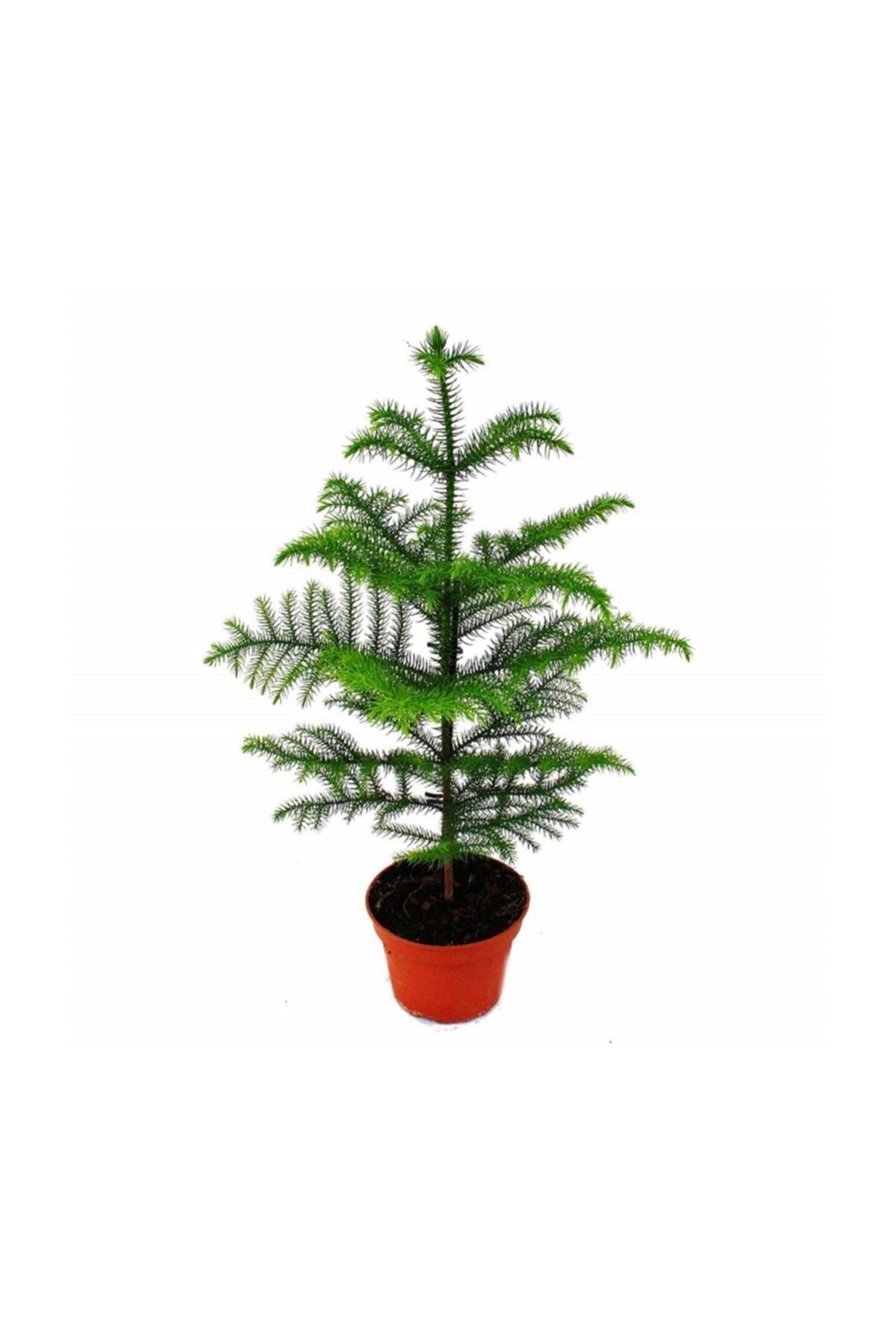 Gardenbox Çok Avantajlı Salon Çamı Arokarya Araucaria 60-80 Cm (ev Bitkisi Ofis Bitkisi Salon Bitkisi)