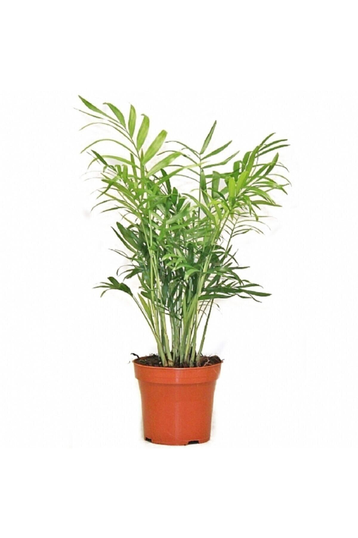 Gardenbox Çok Avantajlı Serada Decor&plant Chamaedorea Elegans Dağ Palmiyesi 30 Cm
