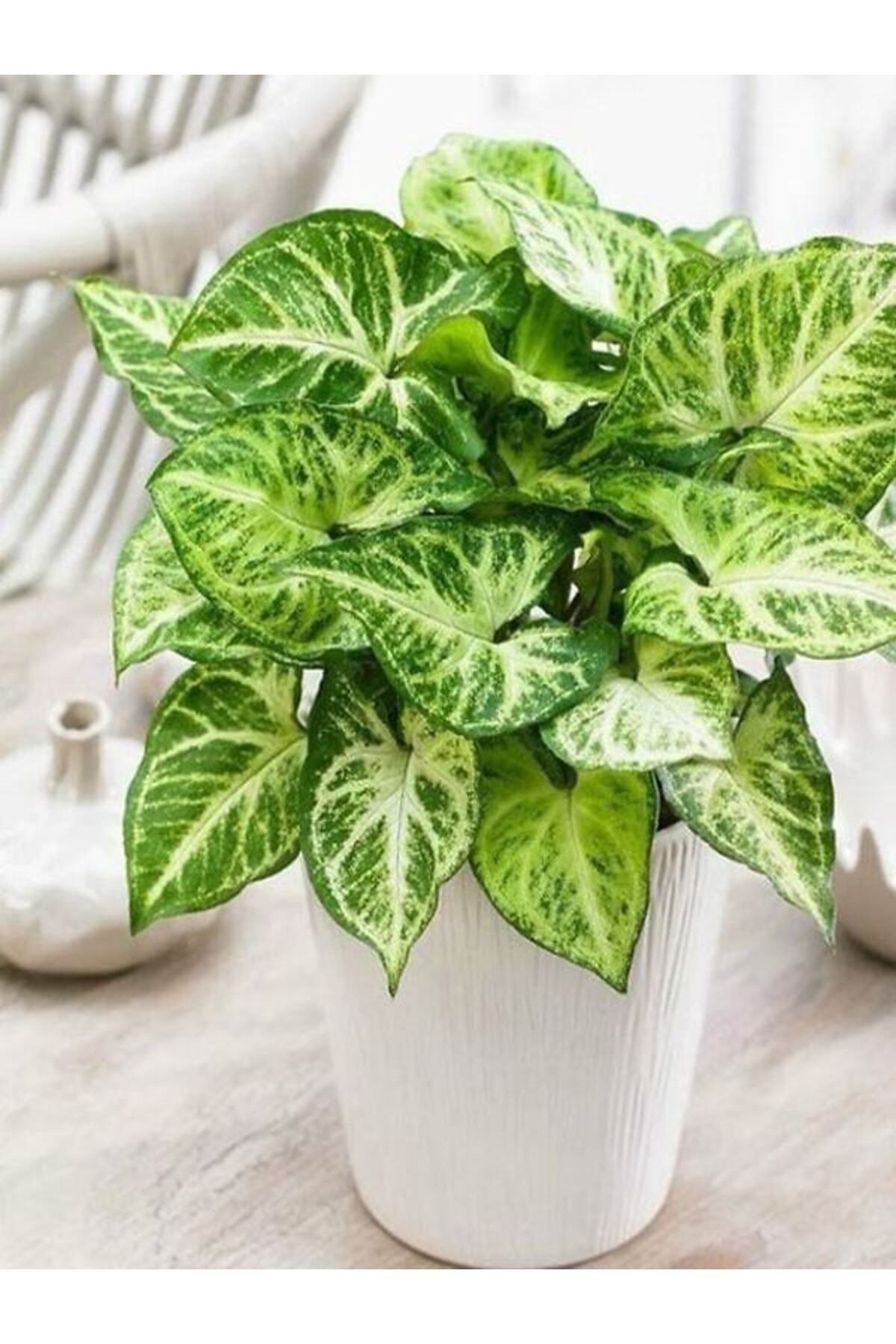 Gardenbox Çok Avantajlı Melek Kanadı Xl Iç Mekan Bitkisi (syngonium Podophyllum 'white Butterfly')