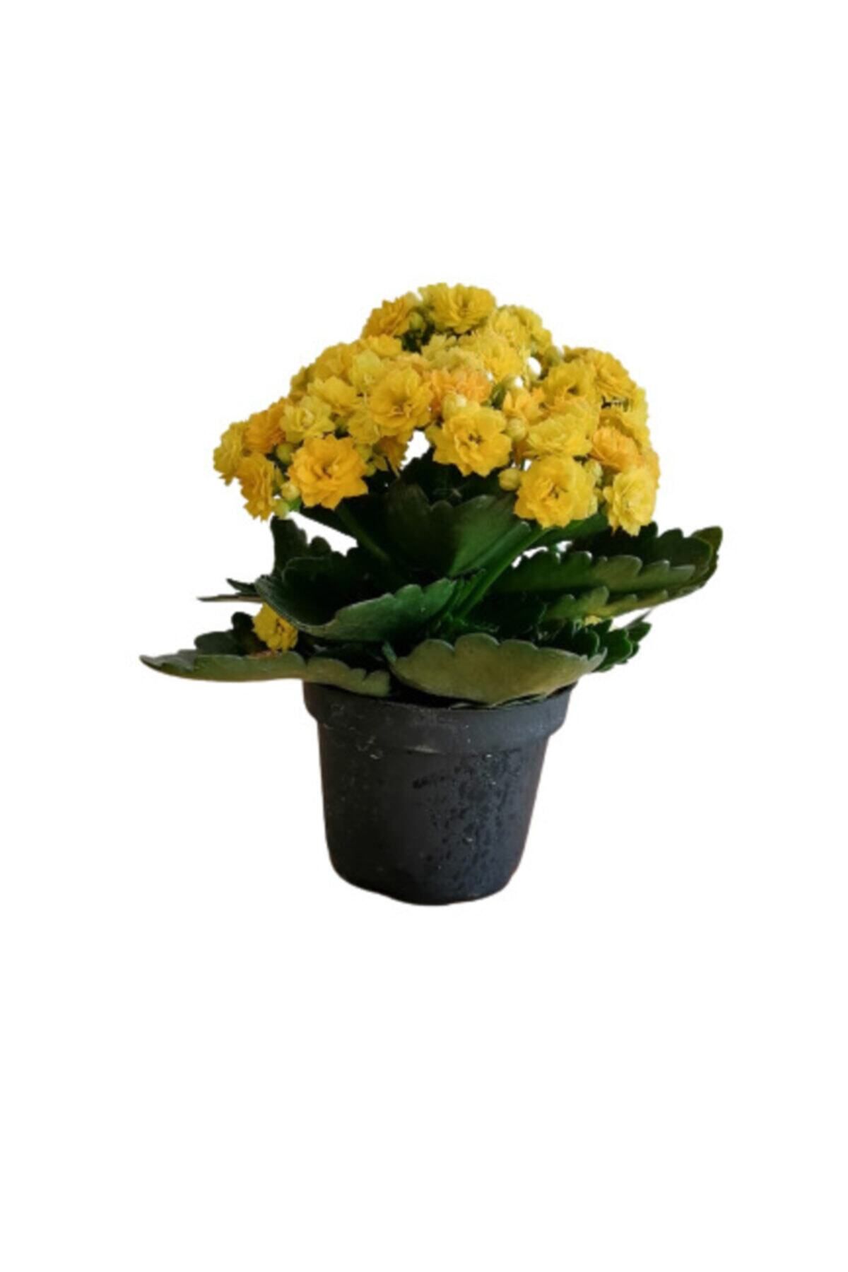 Gardenbox Çok Avantajlı Kalanchoe - Kalanşo Çiçeği (sarı Çiçekli)
