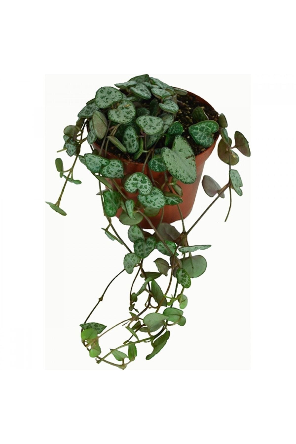 Gardenbox Çok Avantajlı Ithal Ceropegia Woodii Ithal Kalp Kalbe Karşı Çiçeği