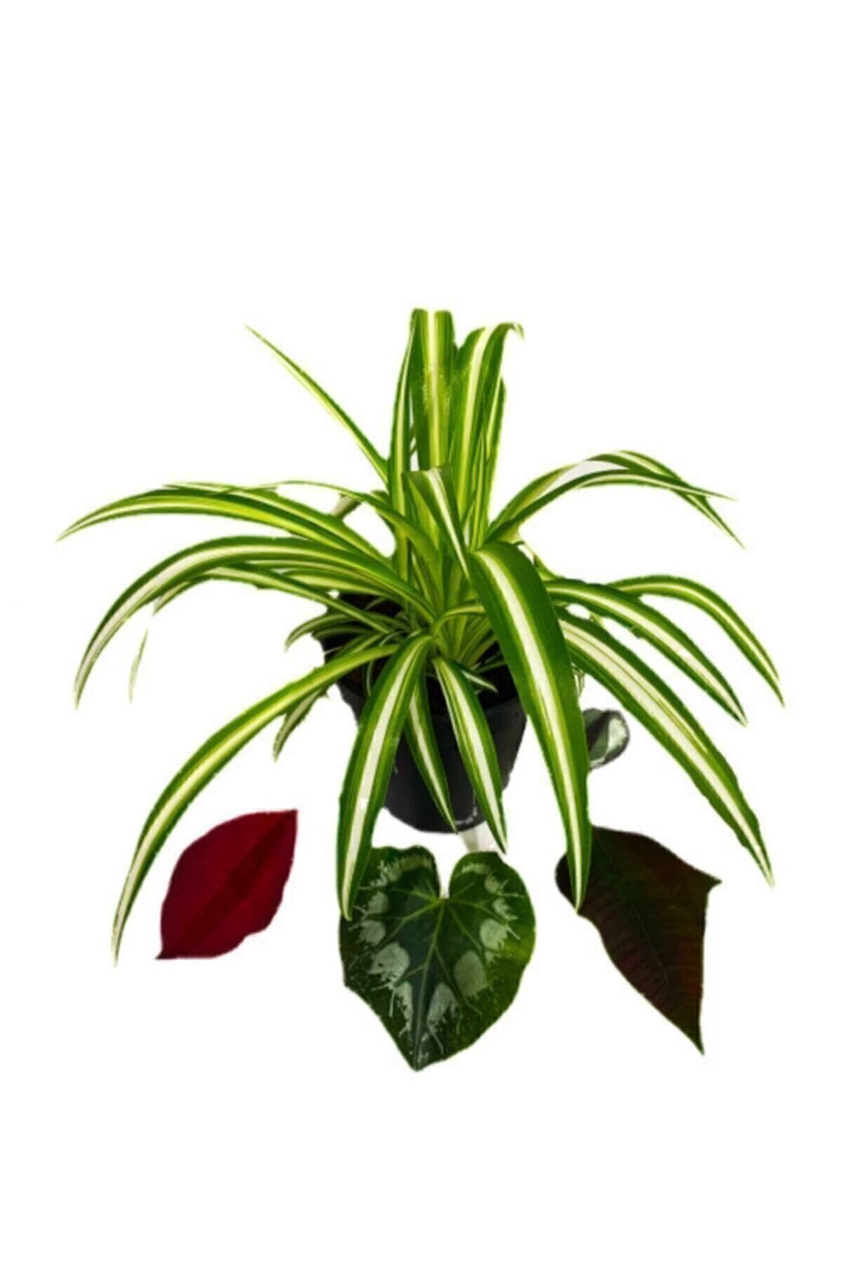 Gardenbox Çok Avantajlı Chlorophytum Comosum Kurdele Çiçeği