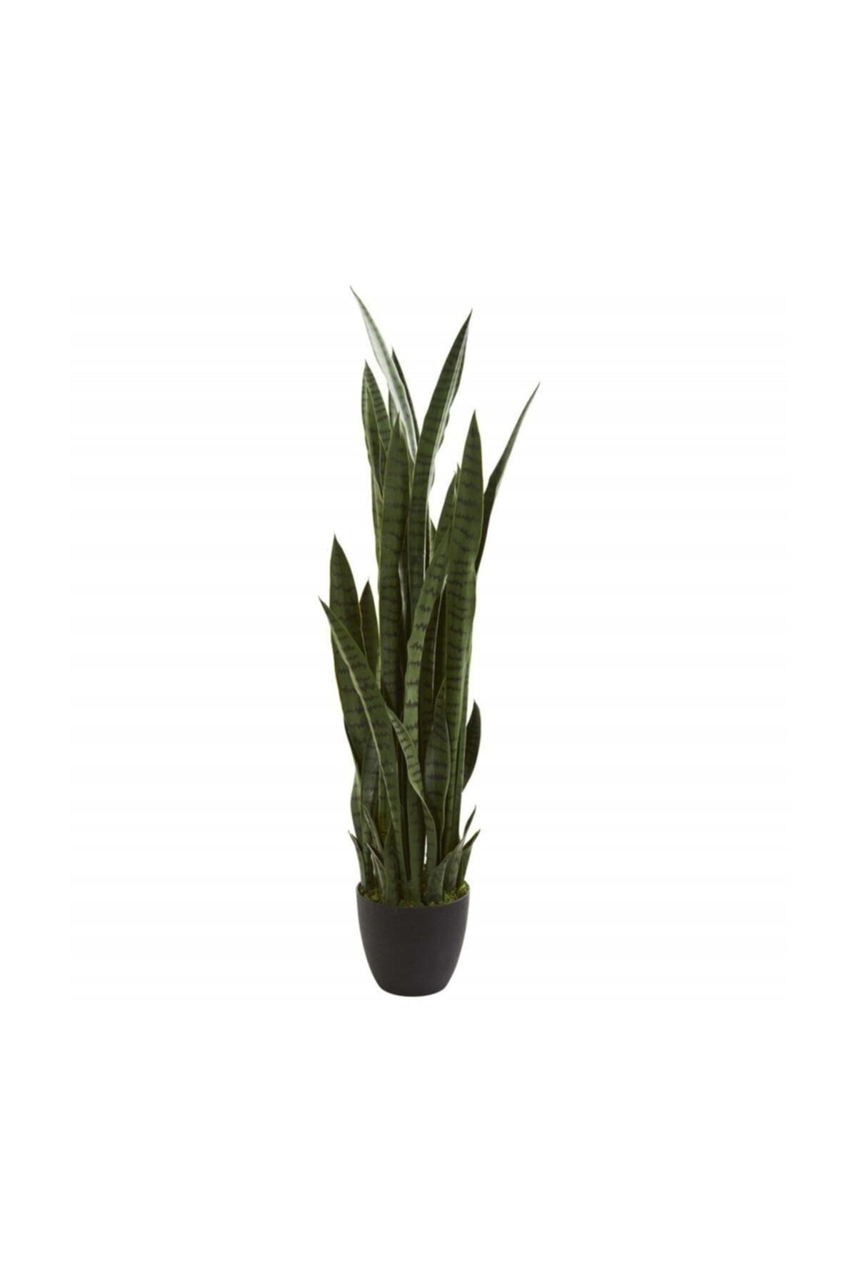 Gardenbox Çok Avantajlı Kılıç Çiçeği Paşa Kılıcı 40-60cm Peygamber Kılıcı Ev Bitkisi Ofis