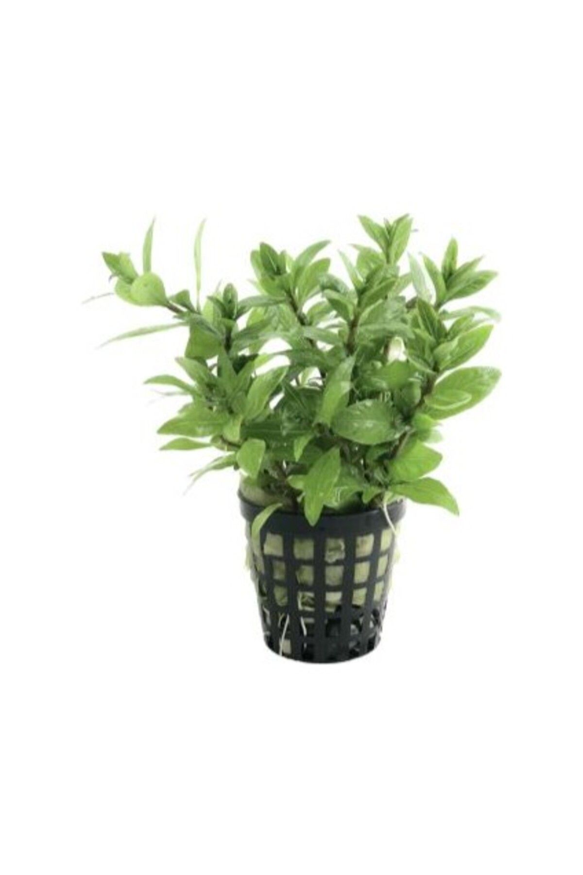 Orqinel Özden Aquatics 1 Saksı Hygrophila Polysperma Ceylon (Zeytin) Canlı Akvaryum Bitkisi