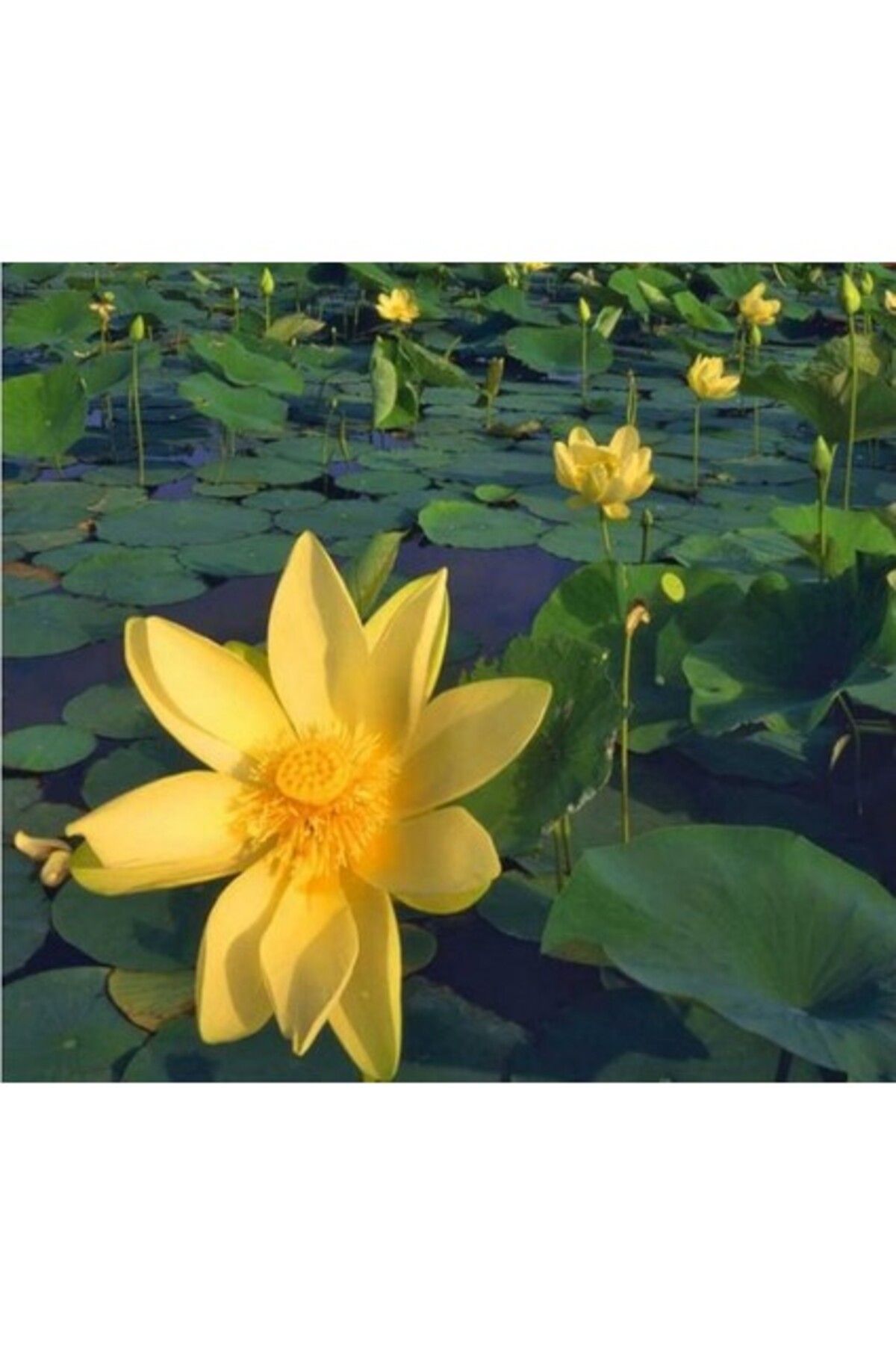 Orqinel Akvaryum Bitkileri Nilüfer Nuphar Japonica