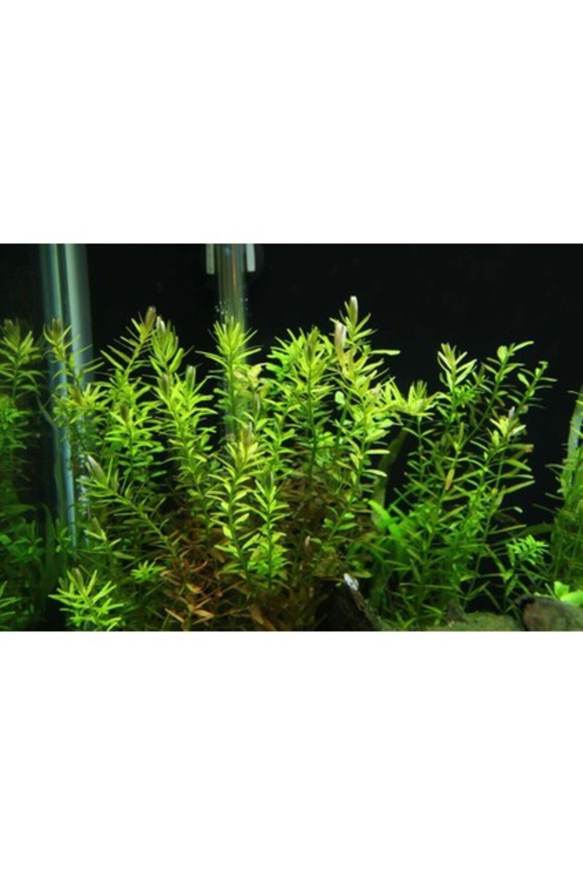 Orqinel Rotala İndica Greenrotala İndica Green 1 Bağ Akvaryum Bitkisi 5 Kök