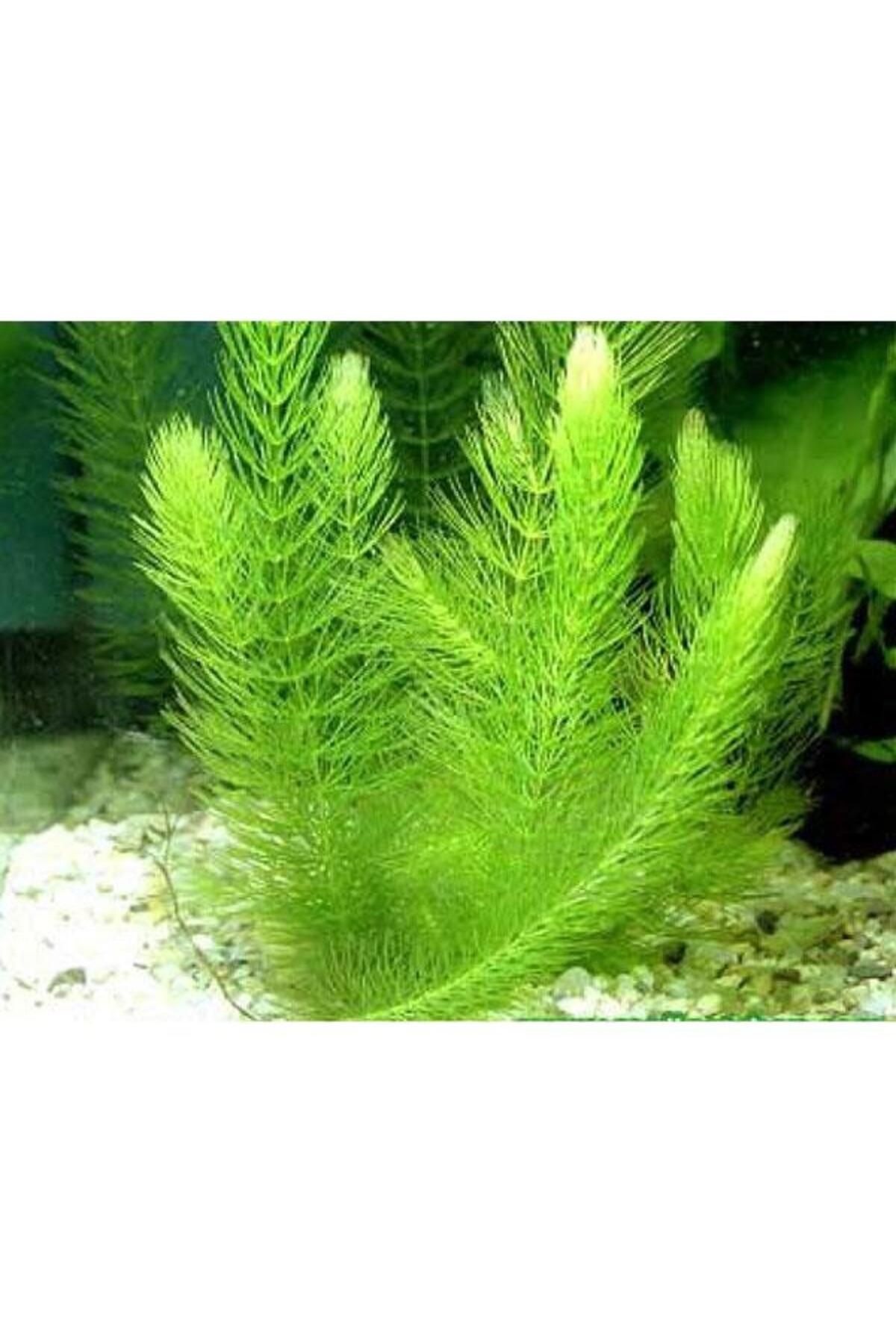 İthâl Bitki Myriophyllum Spicatum Tilki Kuyruğu Canlı Bitki