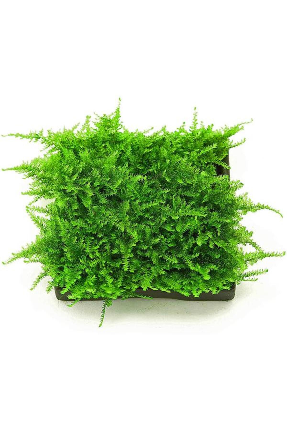 İthâl Bitki Christmas Moss Yeni Sarım Canlı Bitki 5x5 Cm