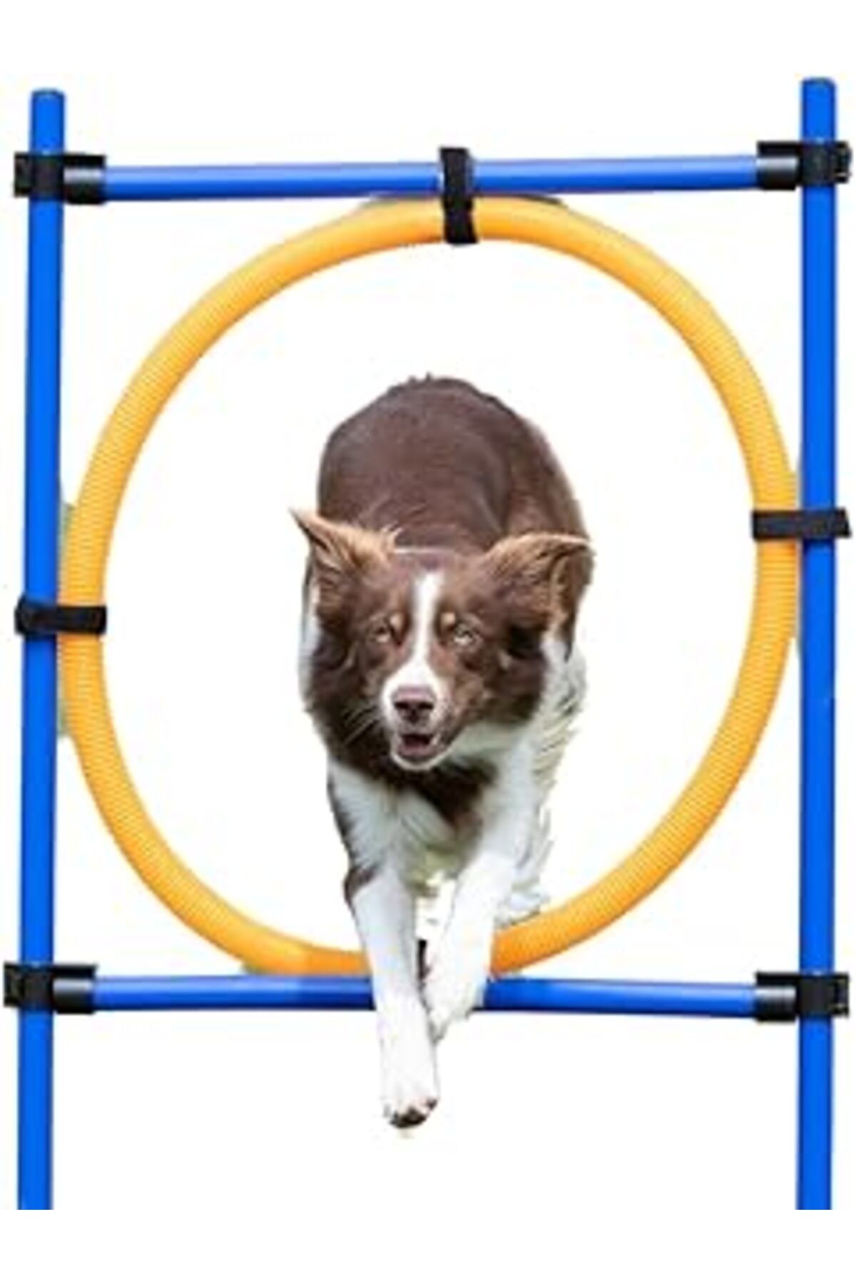 ebadi Ie Köpek Agility(Çeviklik) Eğitim Çemberi 115×Ø3Cm,Ø65Cm