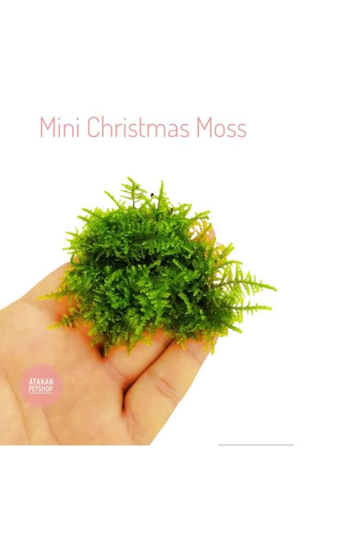 İthâl Bitki Mini Christmas Moss Cup Canlı Bitki