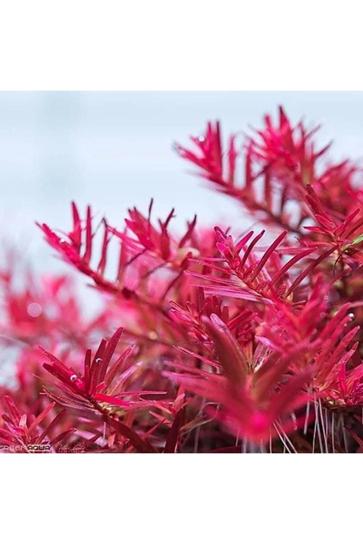 İthâl Bitki Rotala Indica Red In Vitro Canlı Bitki