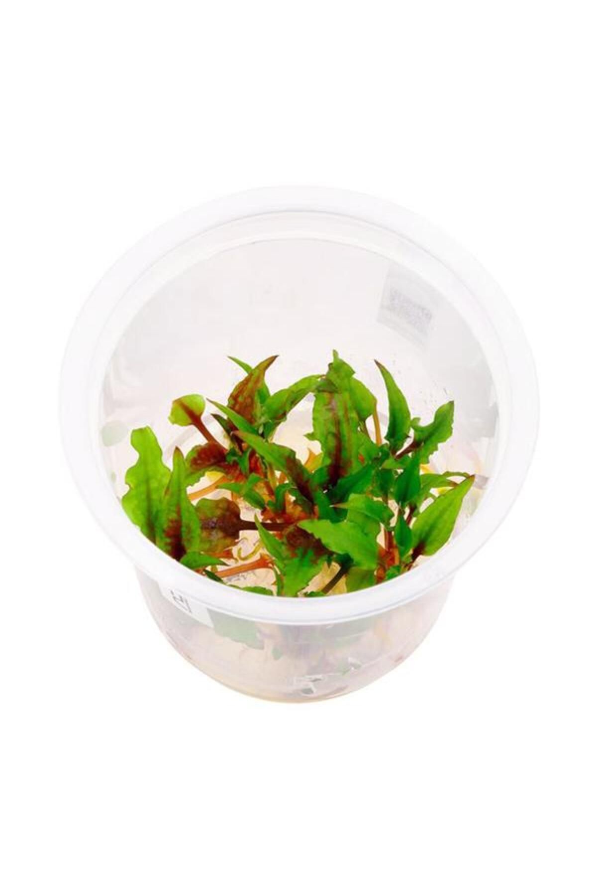 İthâl Bitki Cryptocoryne Wendtii Green Gecko In Vitro Canlı Bitki