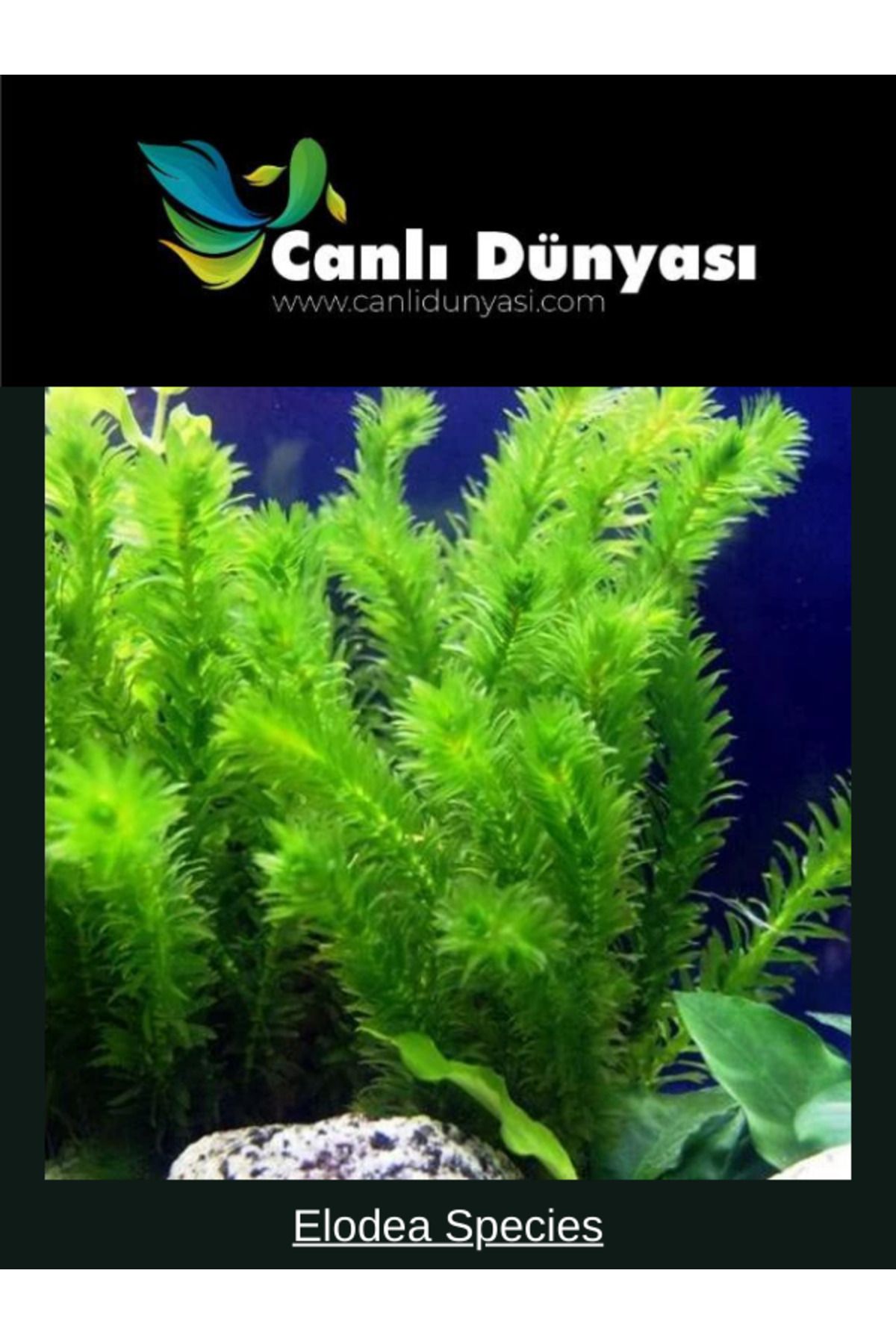 Canlı Dünyası Eledoa Densa ( Egeria) Akvaryum Bitkisi,Canlı Bitki 20 DaL