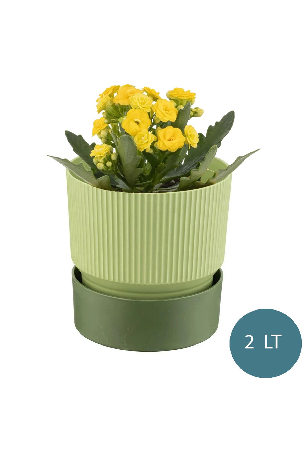 incirop Ixora 15 cm Çift Renk  Dekoratif Kabaklı Saksı  2 Litre