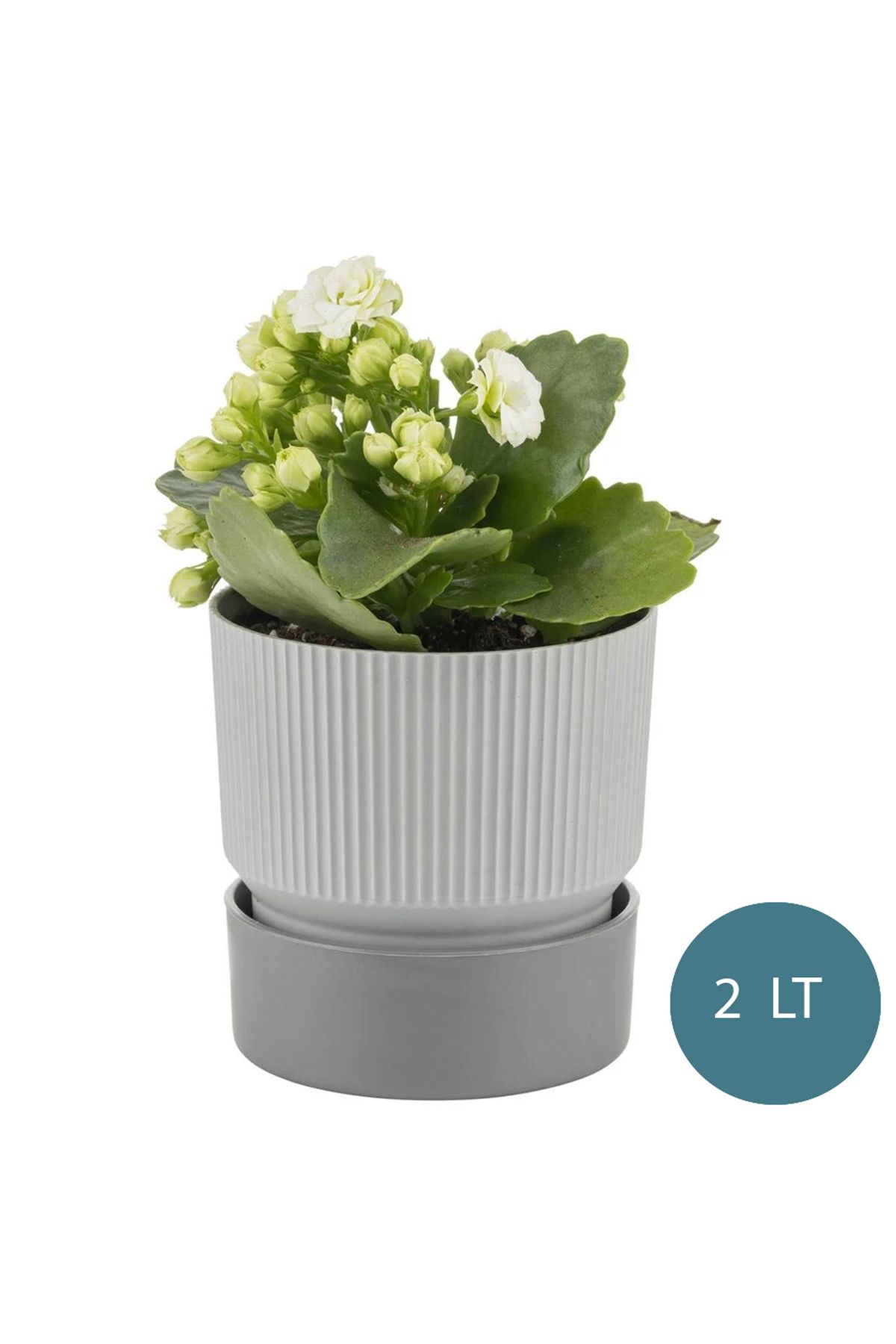 incirop Ixora 15 cm Çift Renk  Dekoratif Kabaklı Saksı  2 Litre