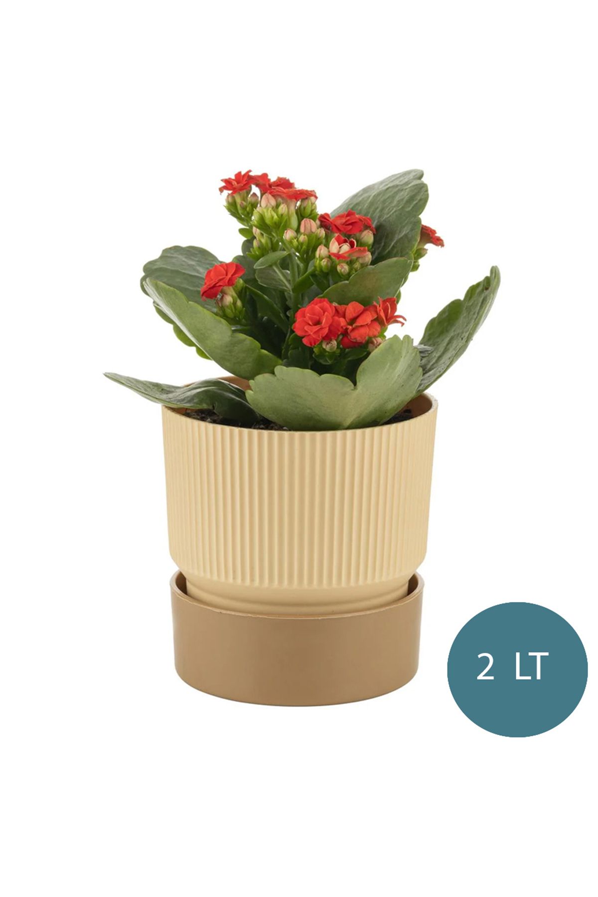 incirop Ixora 3 Litre Çift Renk  Dekoratif Kabaklı Saksı 17 cm