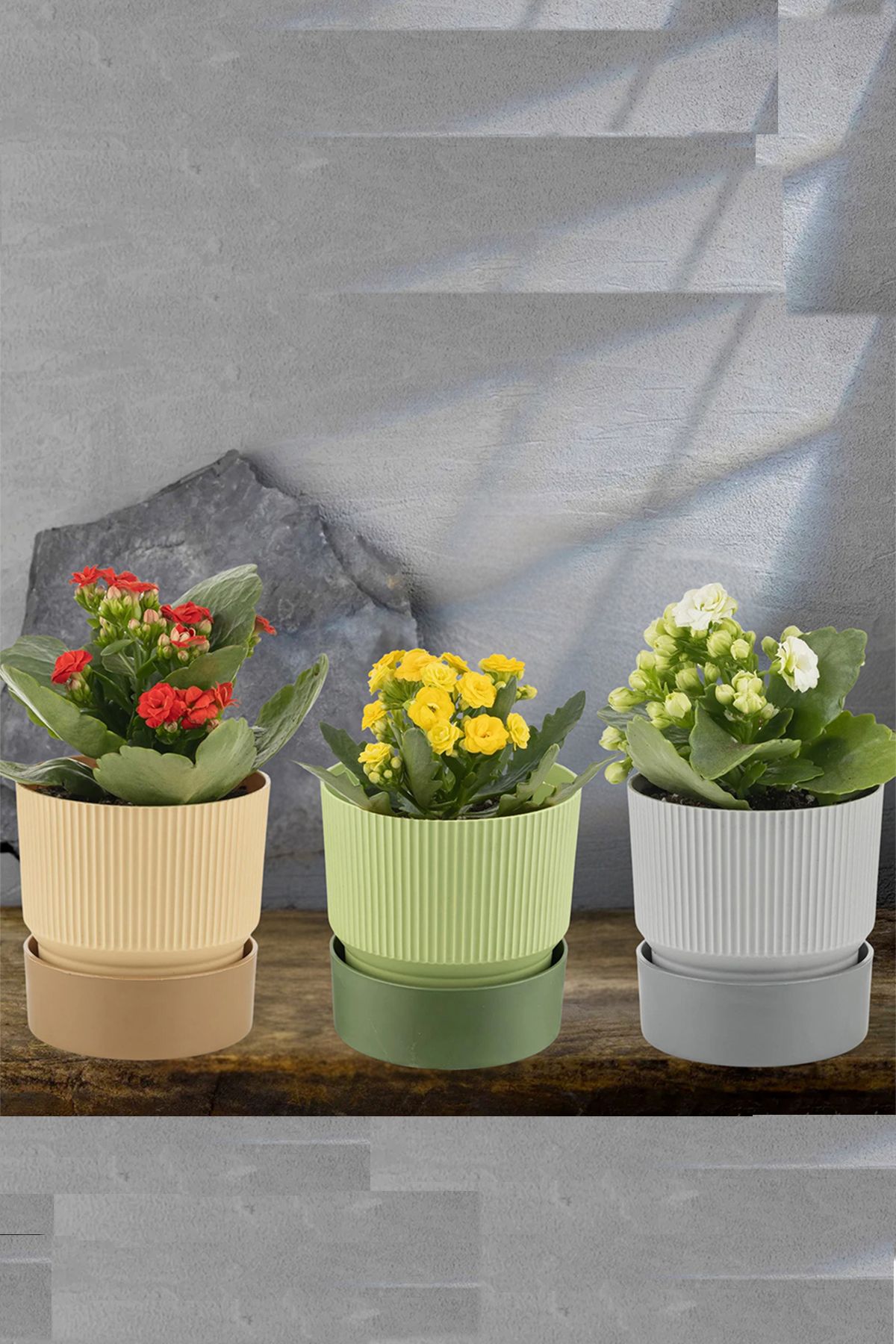 incirop 3 Adet Ixora 4 Litre Çift Renk Dekoratif Kabaklı Saksı 19 cm