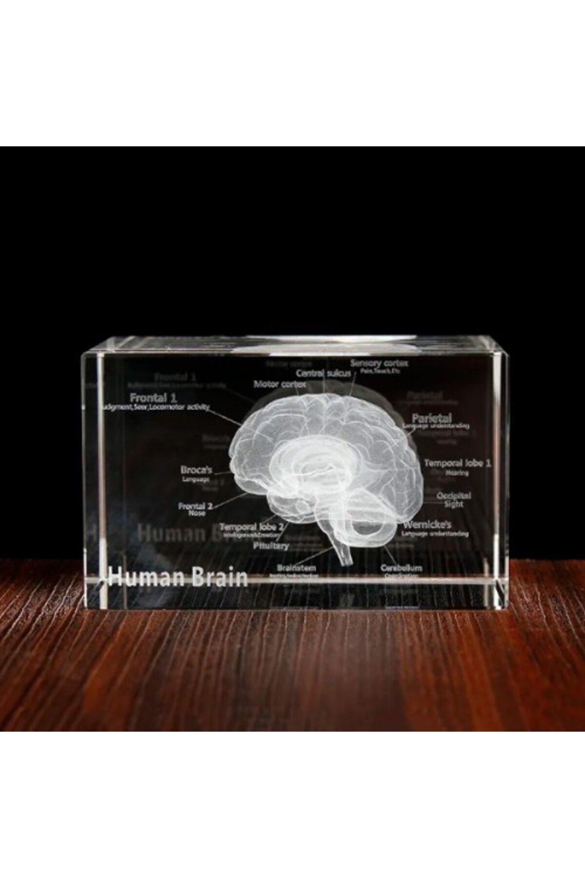 Mu Art Ahşap 3D Kristal İnsan Beyni Modeli