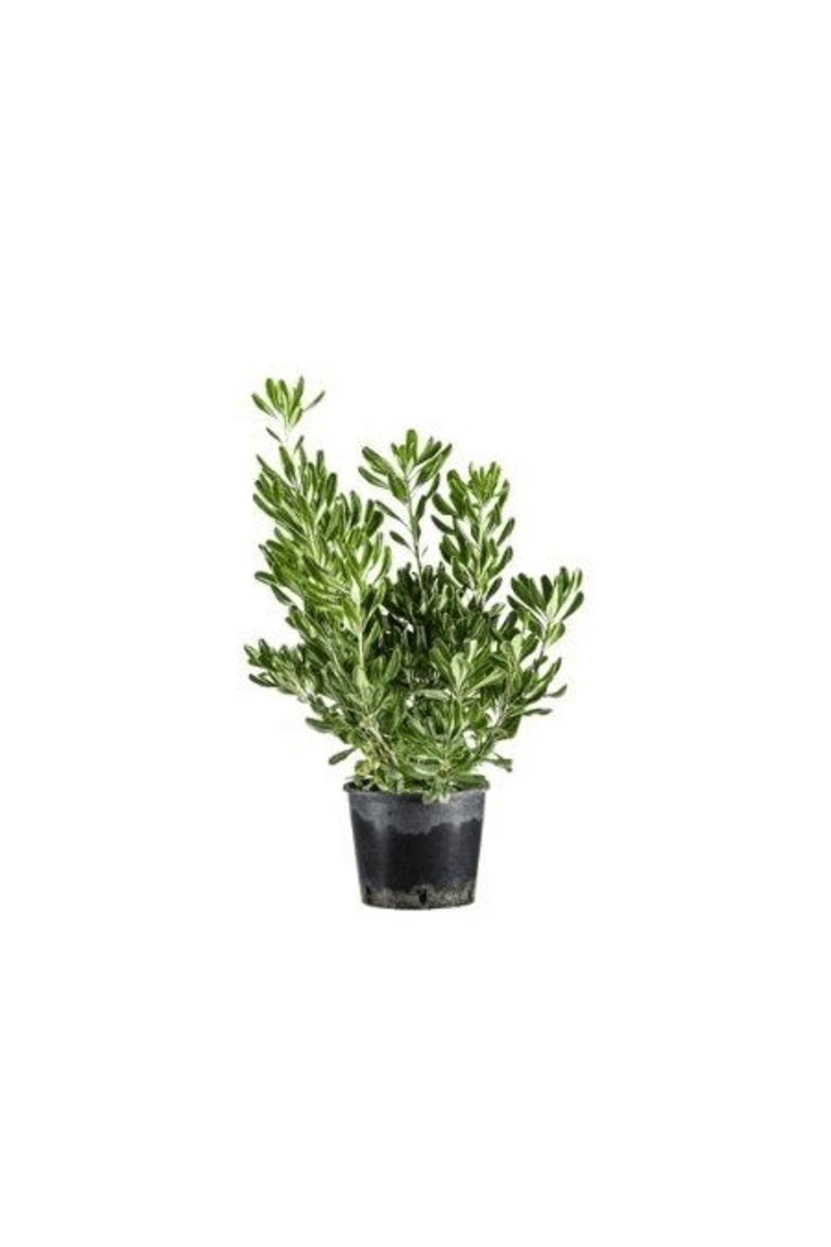 Noble Star Bush Pittosporum tobira 60 80 cm in Pot