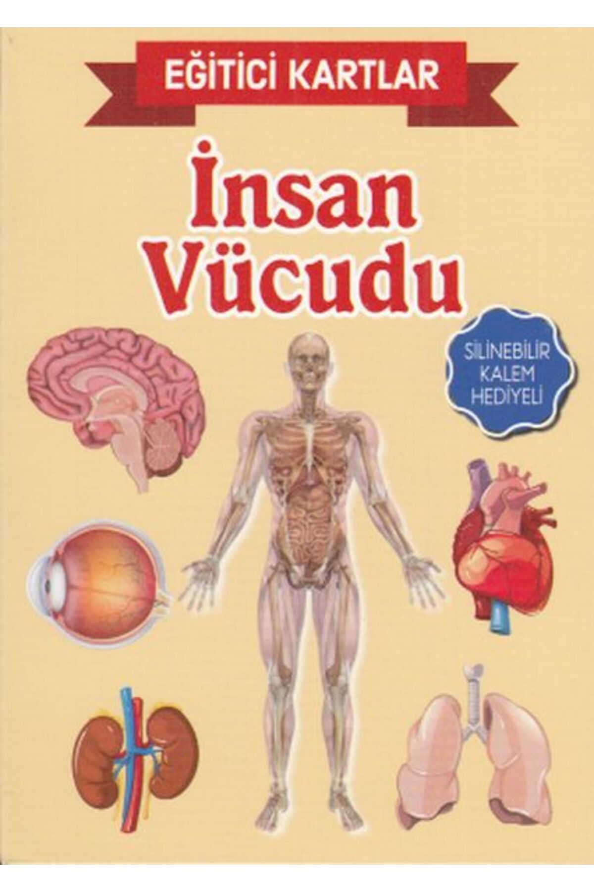 Türk Dil Kurumu Yayınları Eğitici Kartlar İnsan Vücudu