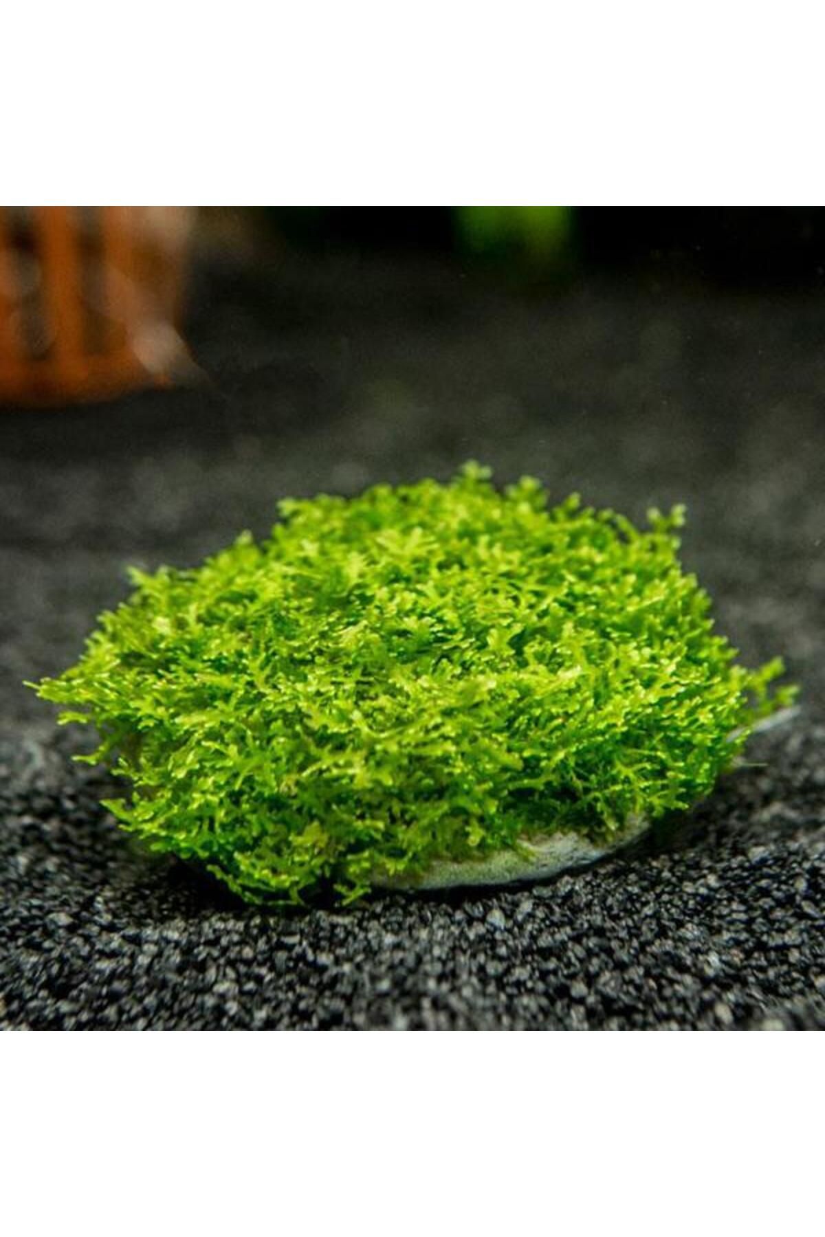 İthâl Bitki Mini Pellia Moss Yeni Sarım Canlı Bitki 5x5 Cm