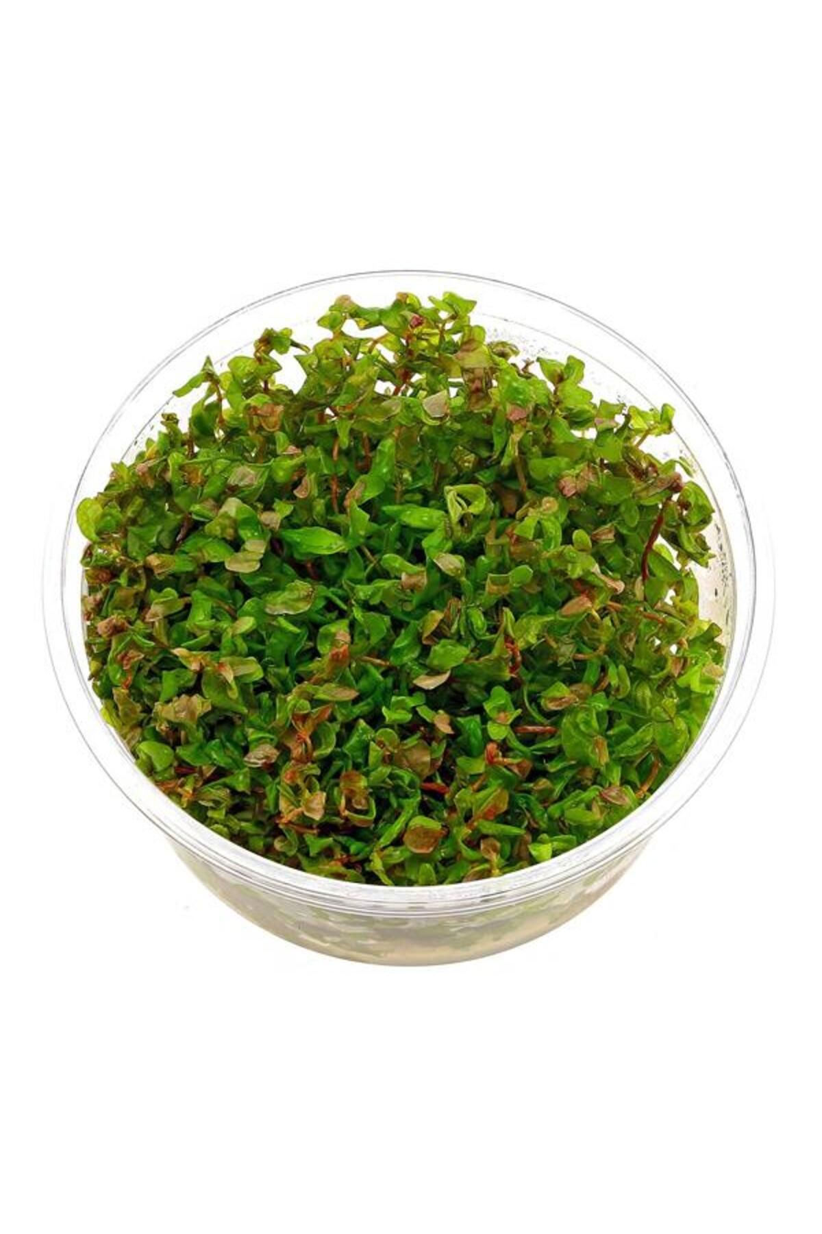 İthâl Bitki Rotala Macrandra Mini Pink In Vitro Canlı Bitki