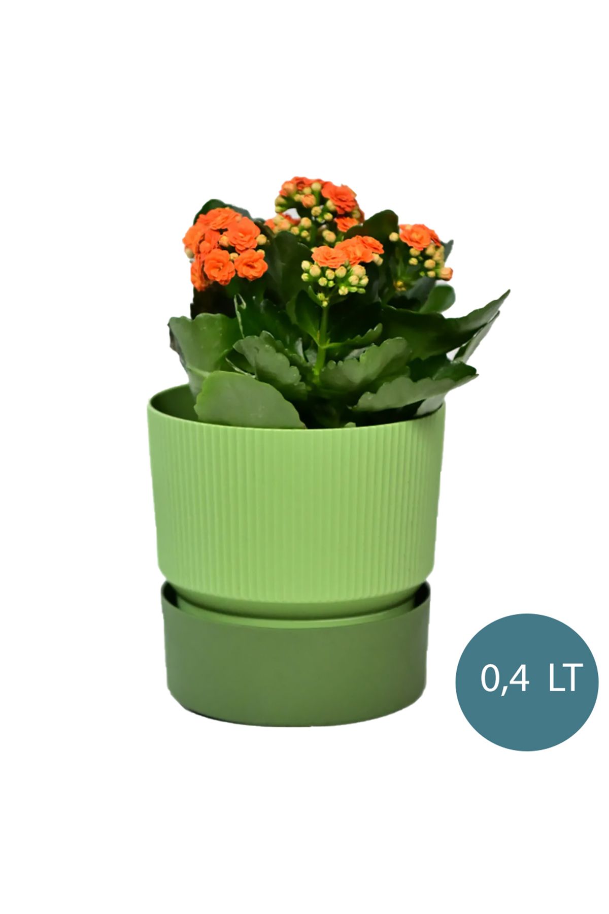 Entude Ixora 0,75 Litre Çift Renk Dekoratif Kabaklı Saksı 11 cm