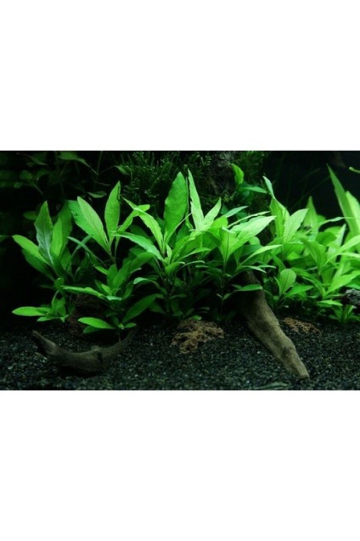 Orqinel Akvaryum Bitkileri Hygrophila Corymbosa - Limon