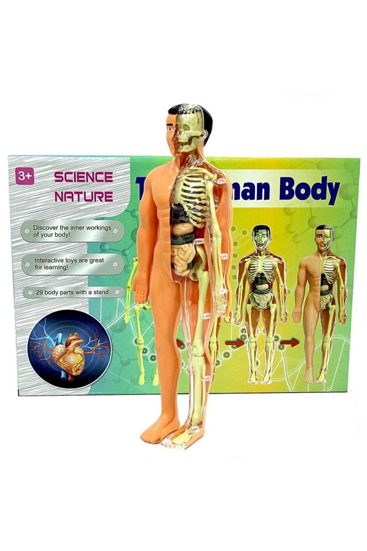 SLNN The Human Body İnsan Vücudu 3D Eğitim Seti 3302