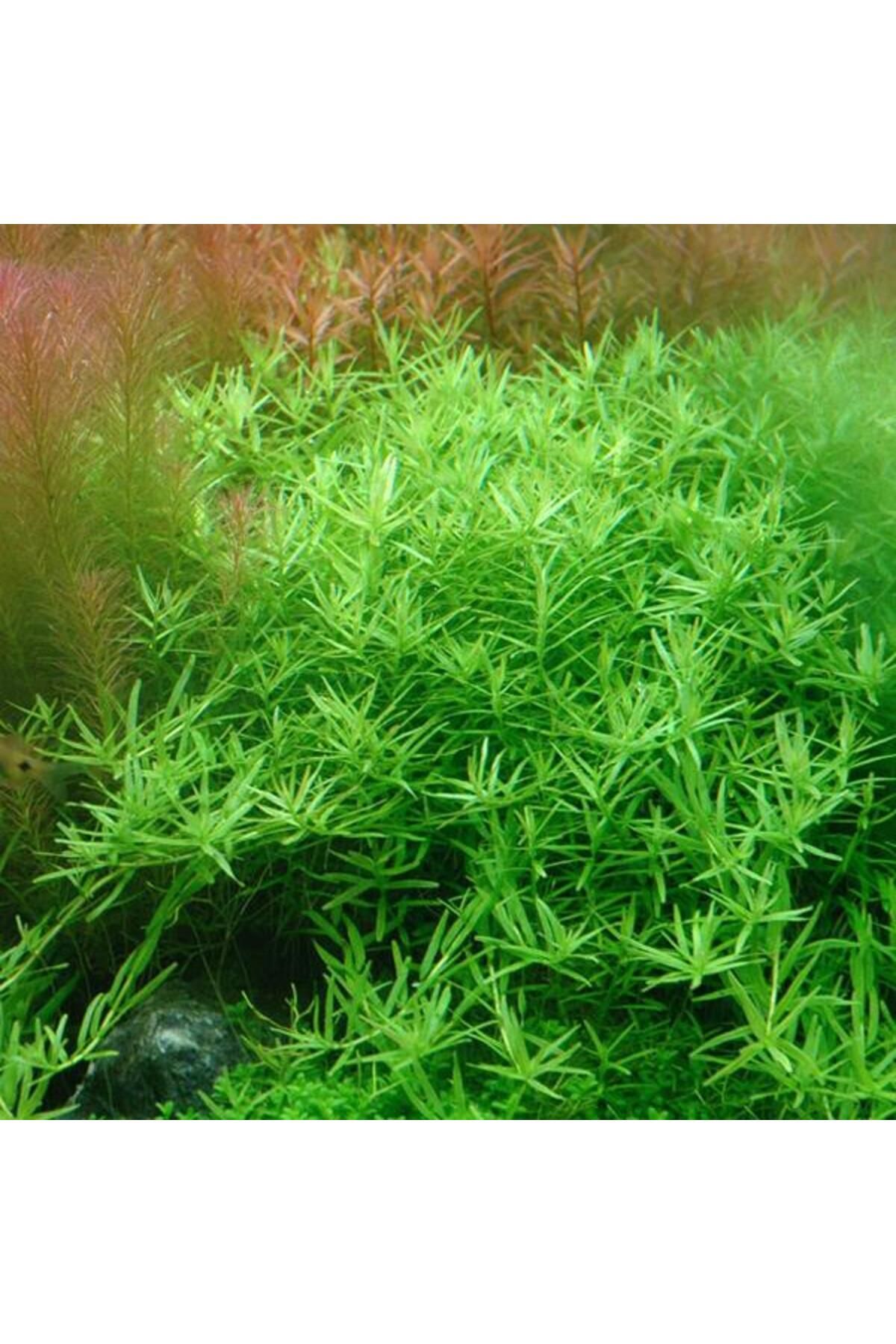 İthâl Bitki Rotala Sp Green Saksı Canlı Bitki