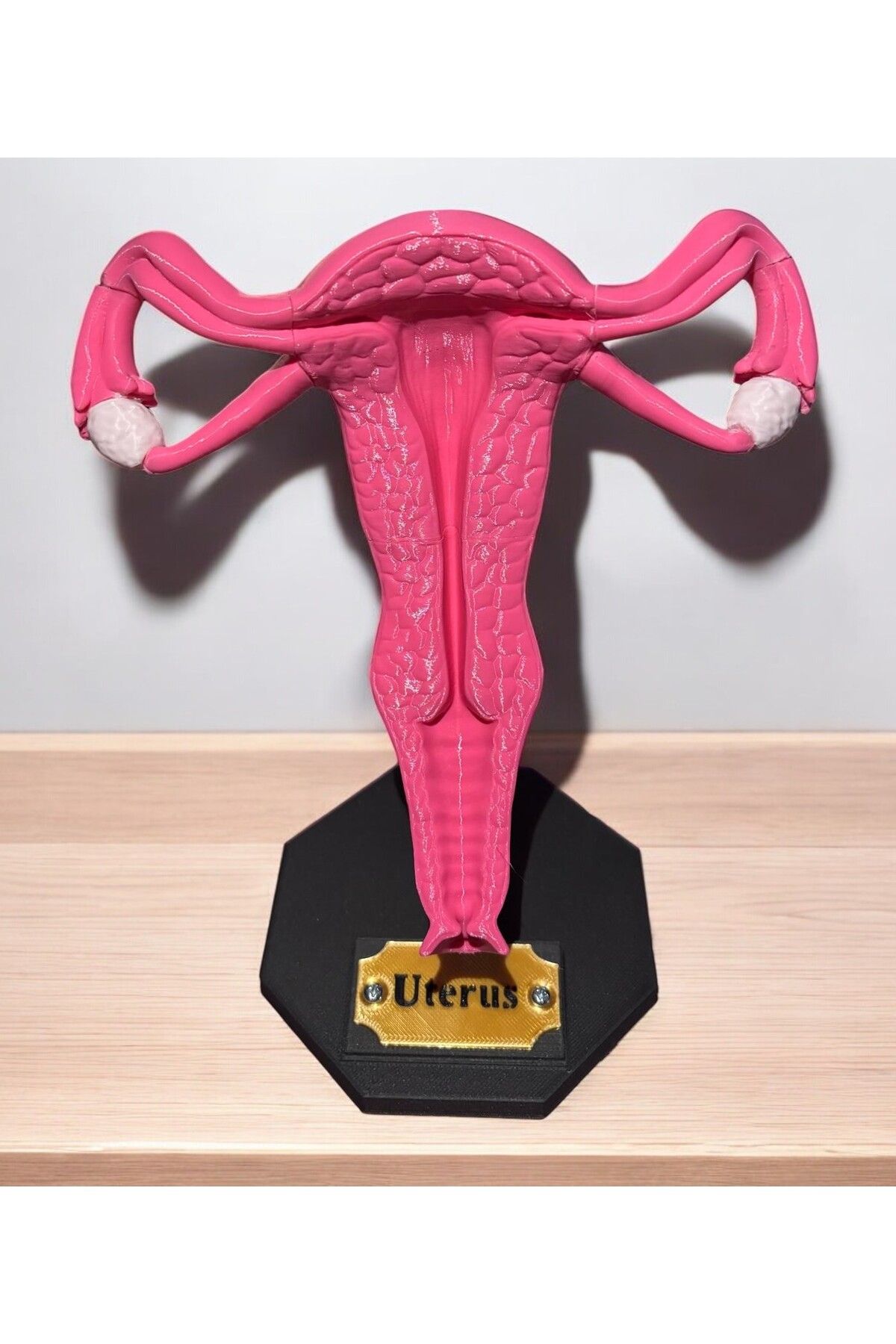 3boyutcraft Uterus Modeli - Uterus Maketi