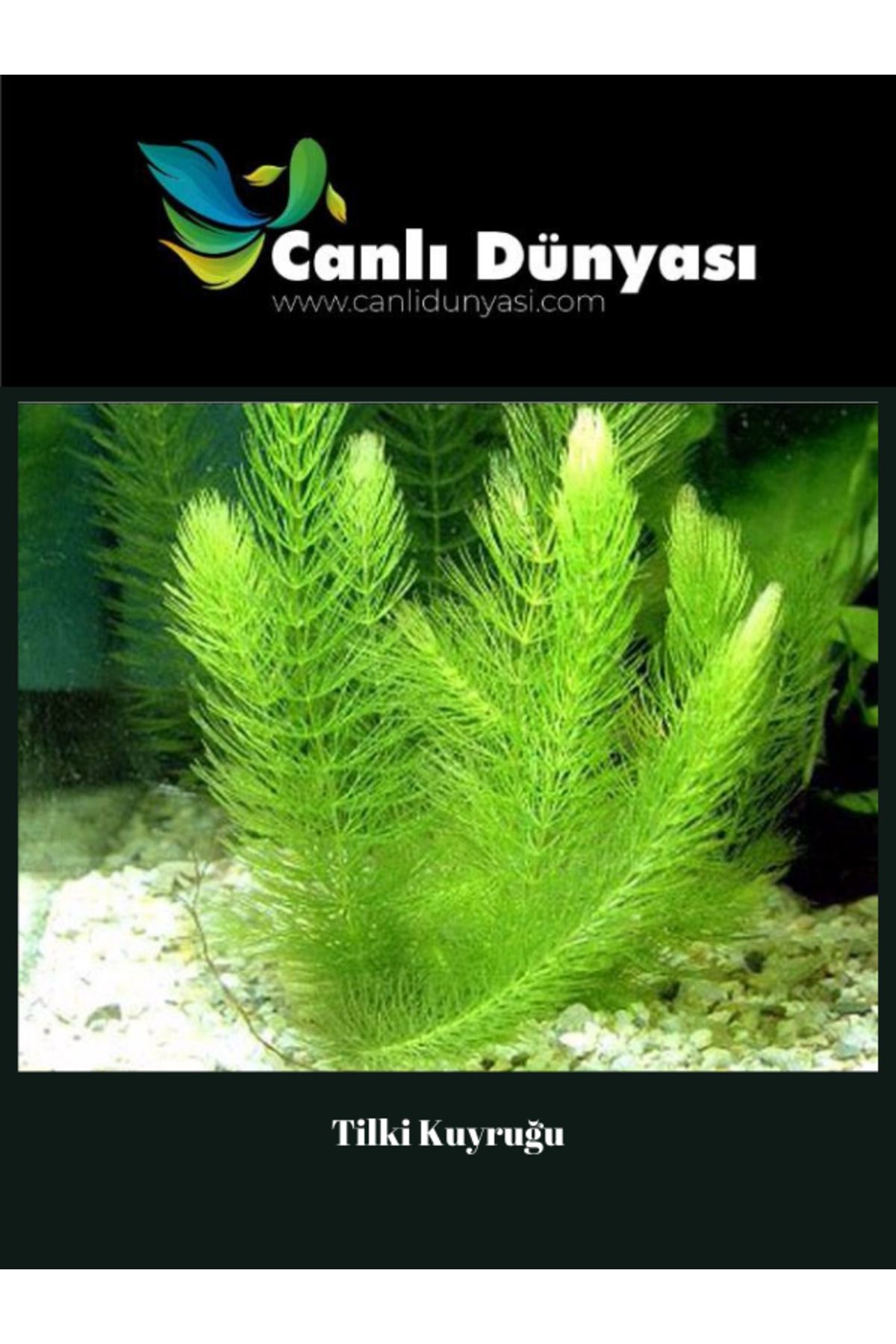 Canlı Dünyası Myriophyllum Spicatum Tilki Kuyruğu Canlı Bitki 20 DAL