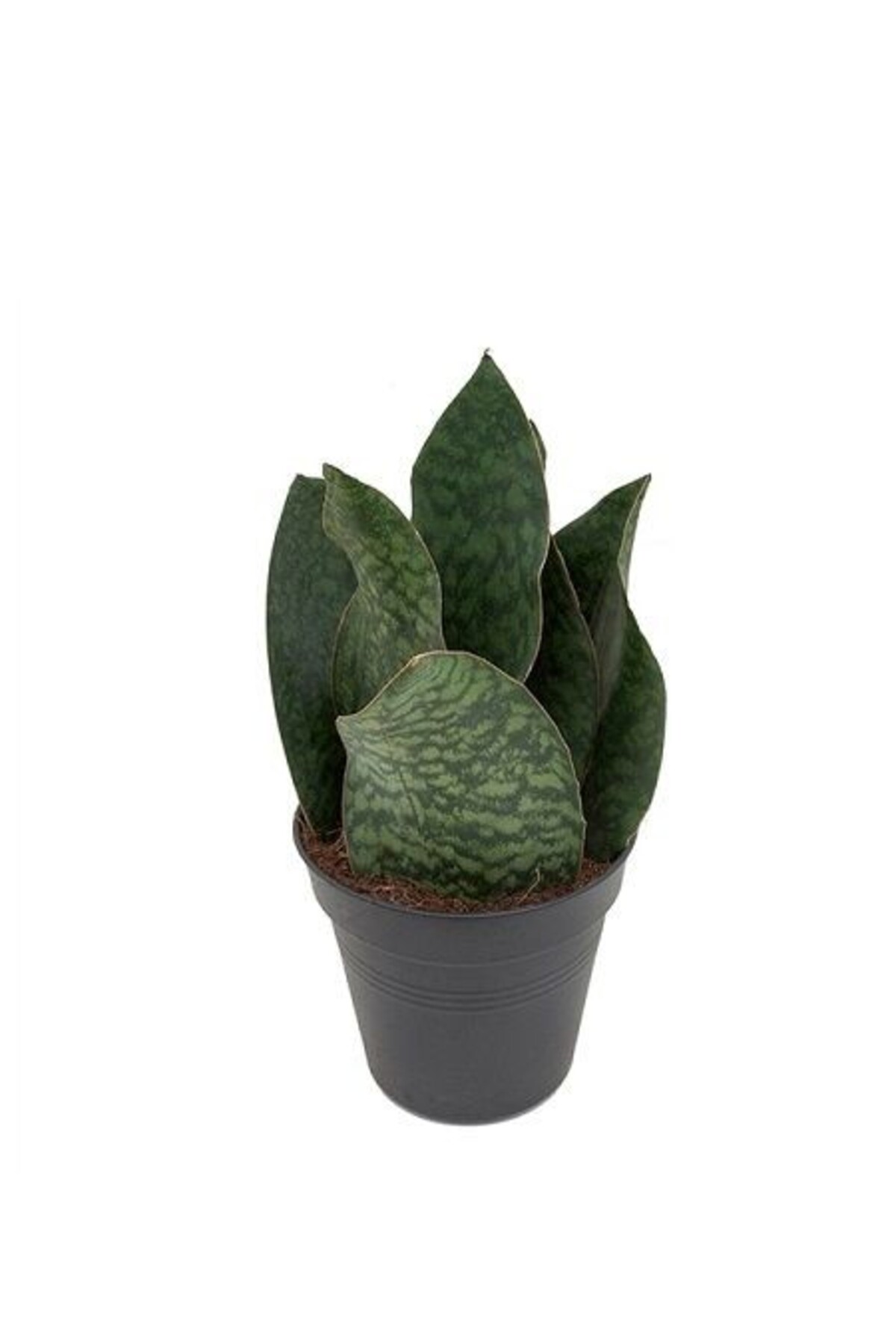 Fidanistanbul İri Yapraklı Paşa Kılıcı Sansevieria Masoniana Congo