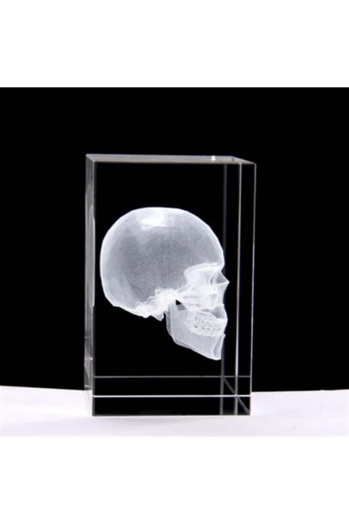 feifei 3D Kristal Kafatası Modeli