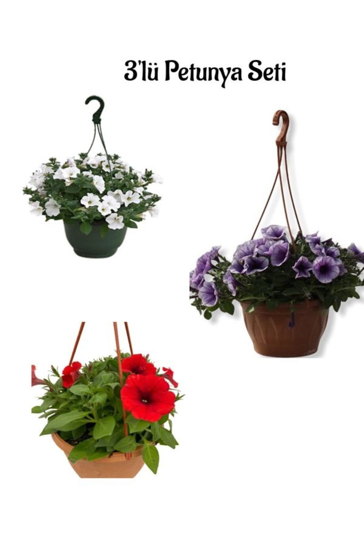 Bitkim Sende Harika Renleriyle Beyaz+Mor+Kırmızı Renk Petunya Çiçeği (15-30Cm) 3'lü Bahçe Peyzaj Seti