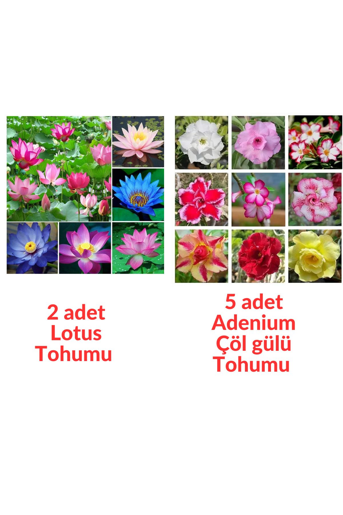 Bade Shop 2 Adet Karışık Renklerde Lotus (Nilüfer) Çiçeği Tohumu - 5 Adet Adenium Çöl gülü Tohumu (7 tohum)