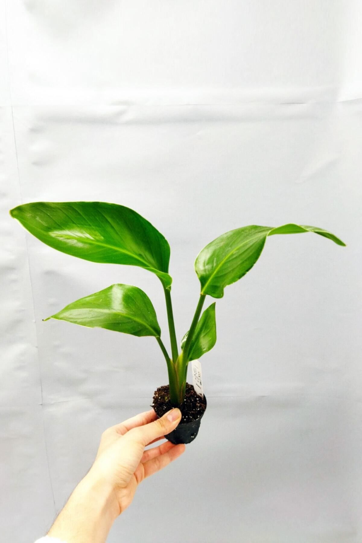 Gardenbox Çok Avantajlı Strelitzia 'starliçe' - Beyaz Cennet Kuşu Çiçeği -Iç Mekan Bitkisi - 35 Cm