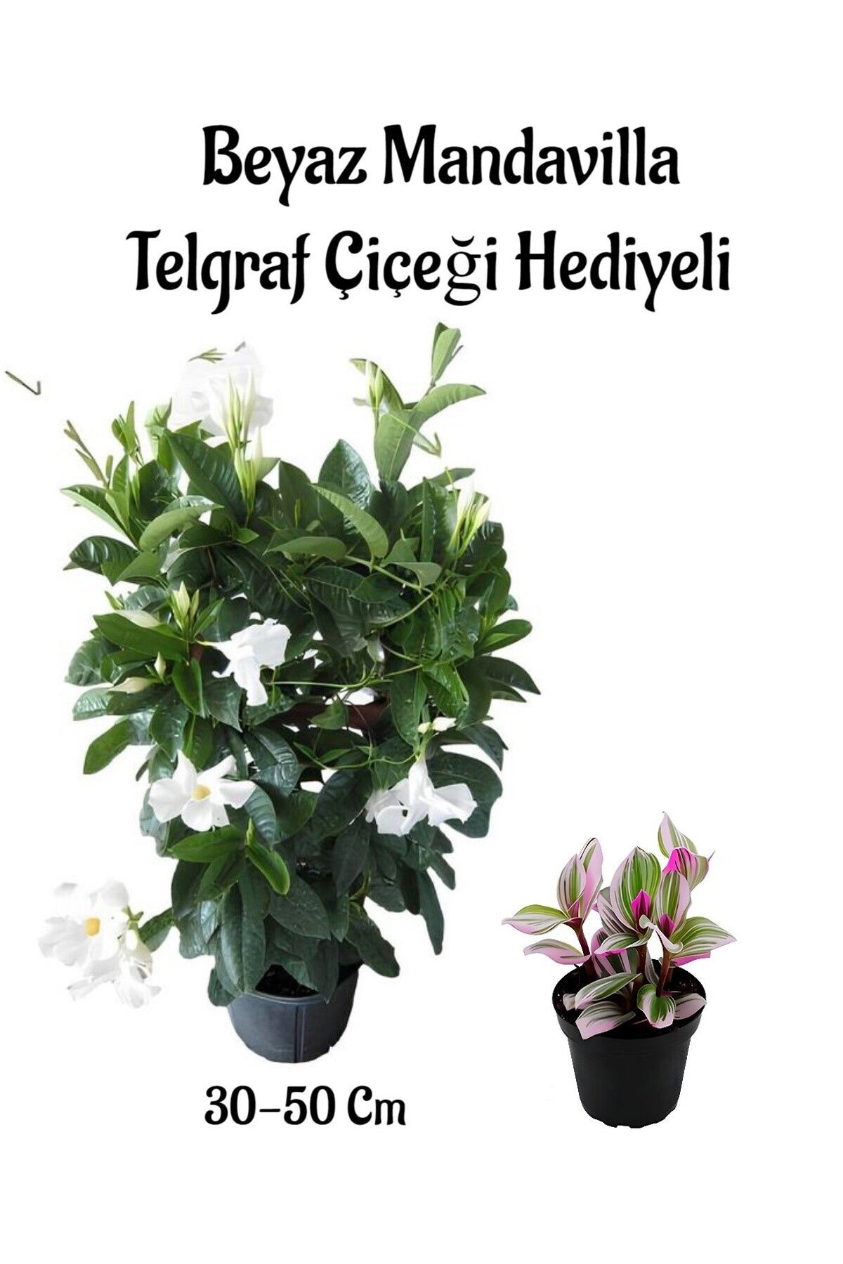 Gardenbox Çok Avantajlı Anneler Gününe Özel Kokulu Beyaz Renk Mandevilla Sarmaşığı Telgraf Çiçeği Hediyeli