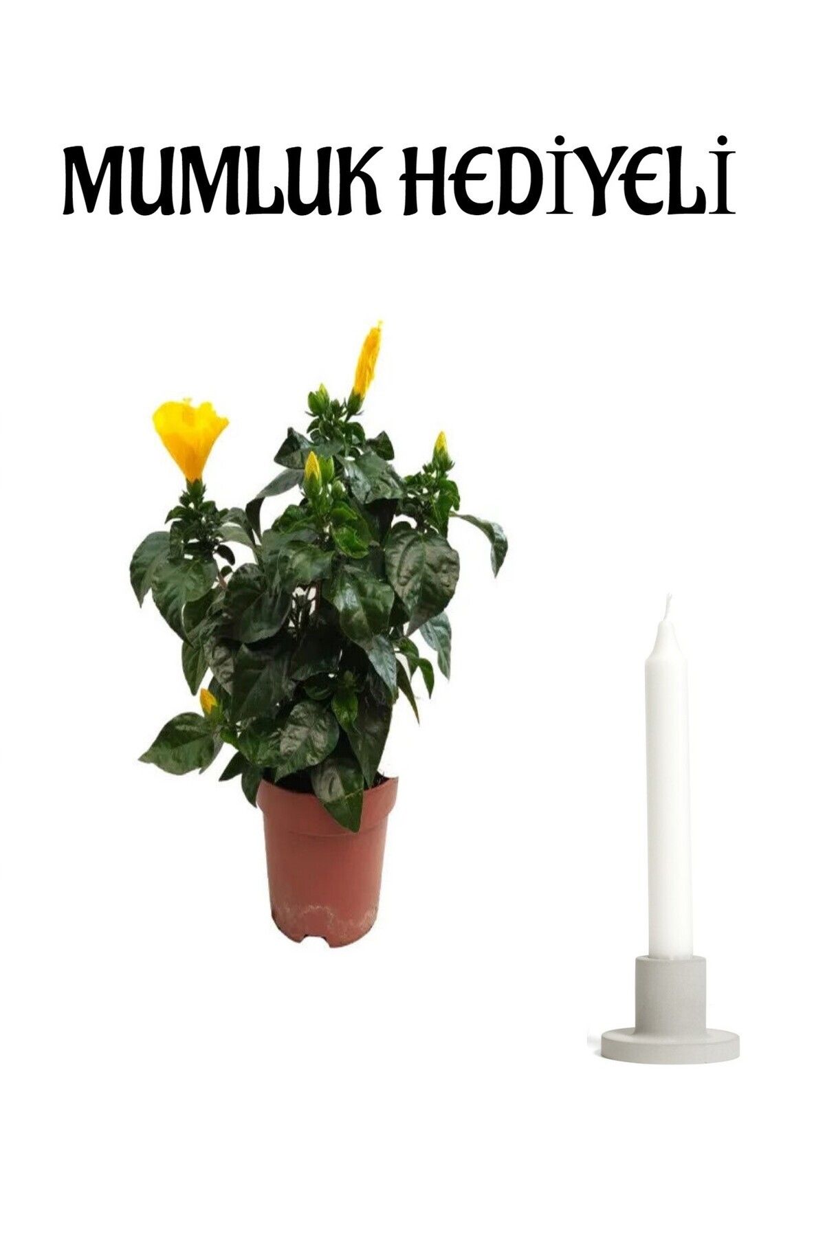 Gardenbox Çok Avantajlı Sevgililer Gününe Özel Sarı Renk Japon Gülü(Hibiscus Rosa) Mumluk HEDİYELİ